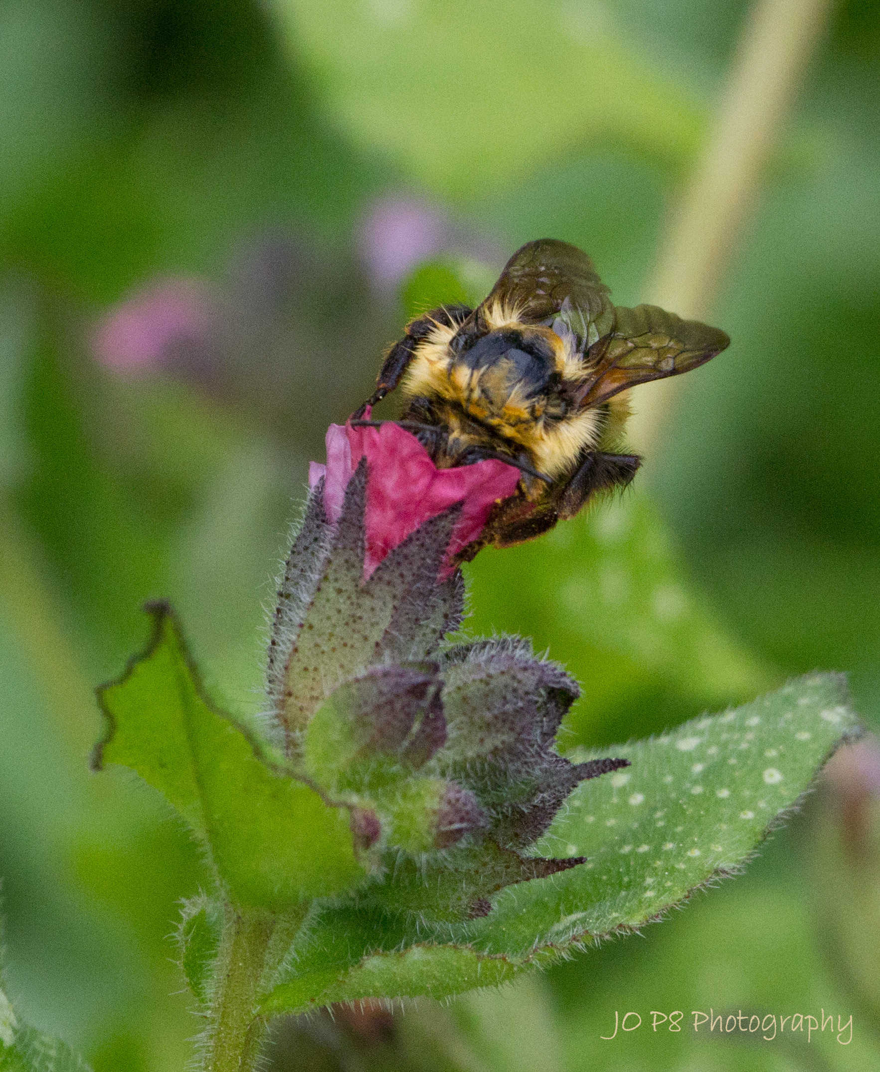 Beeing Deep into Work