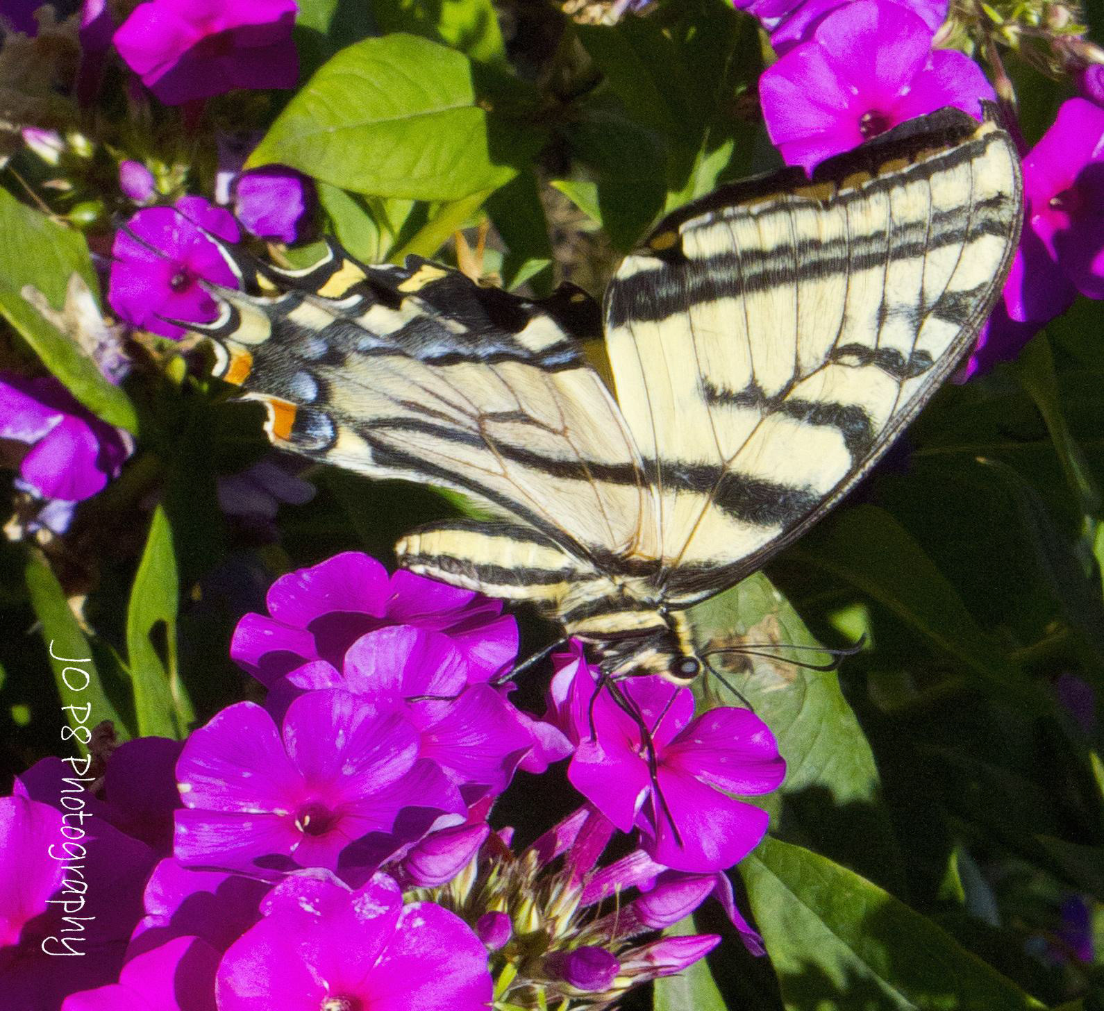 Swallowtail Side View