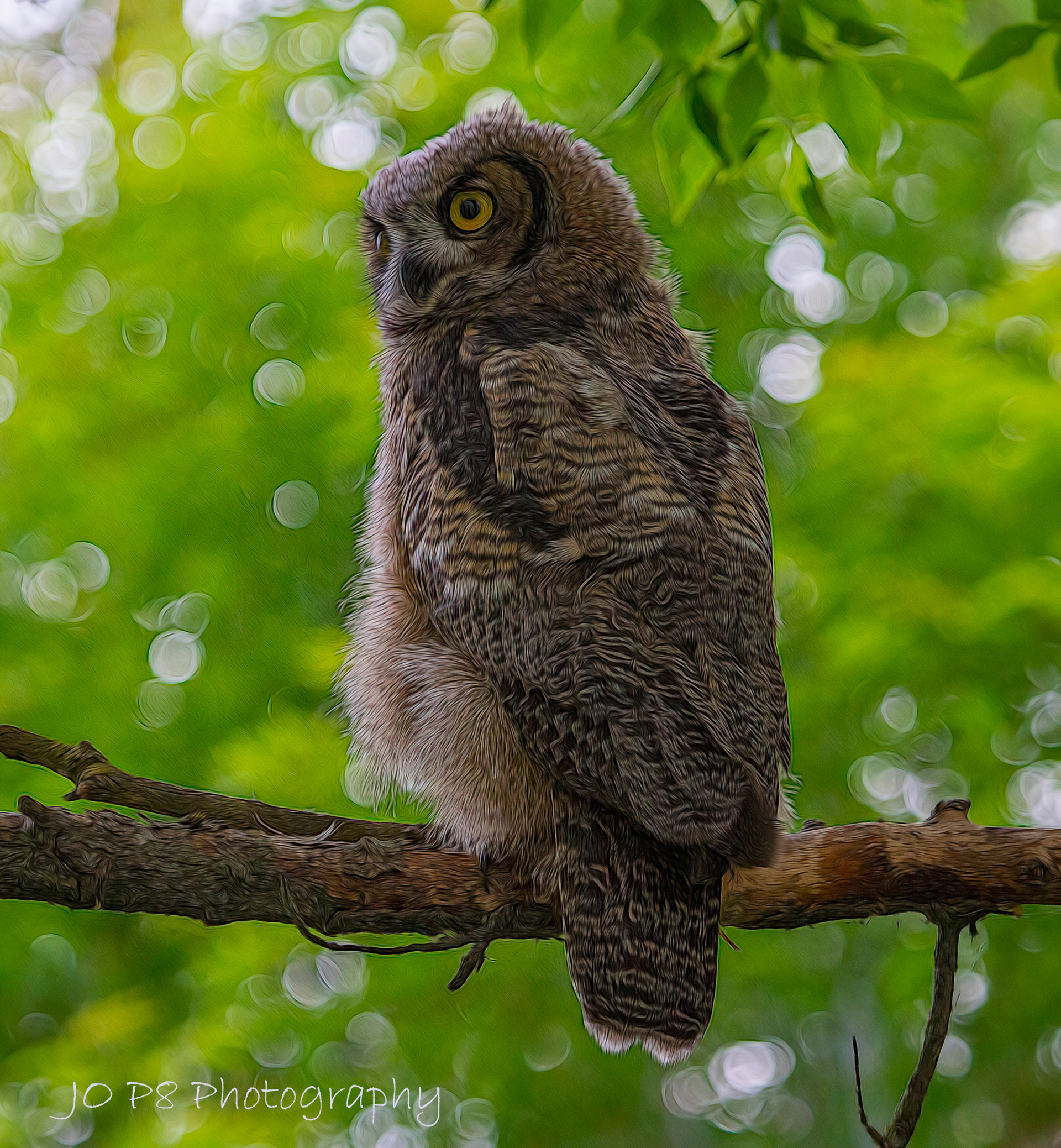 Owl With Bokeh