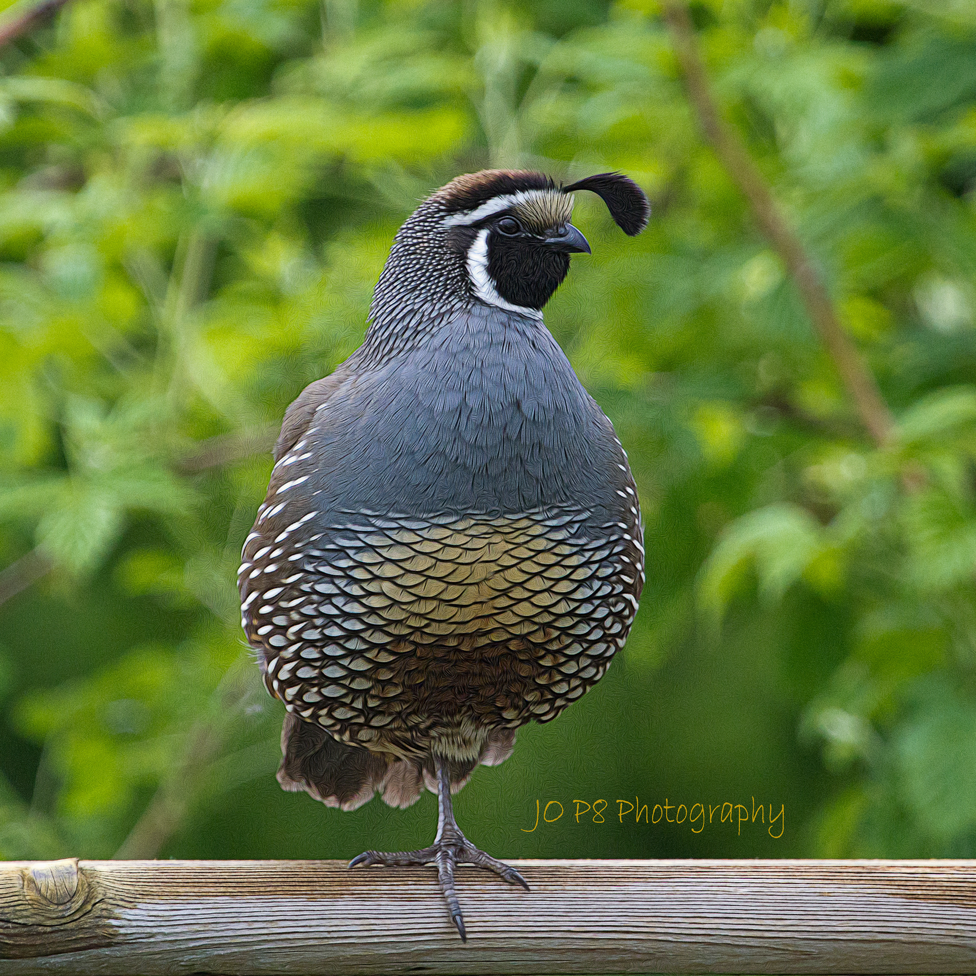 Quail Balancing Act
