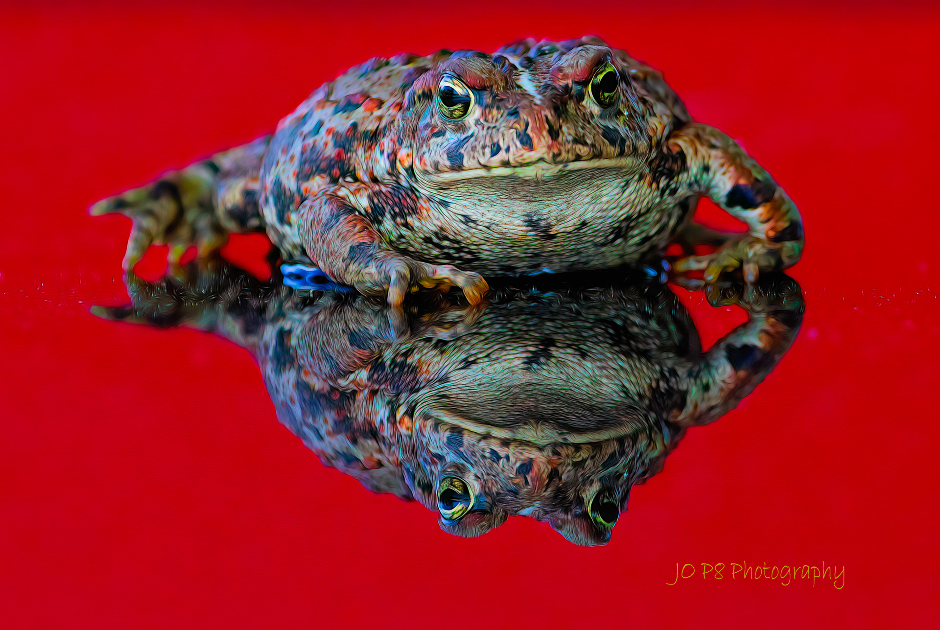 Toad on Red