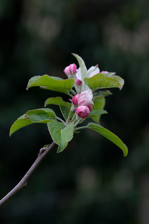 #6915 apple blossom