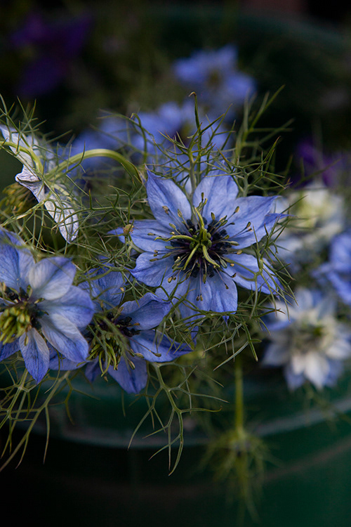 #0384 | Nigella | Juffertje in het groen | Love in the Mist