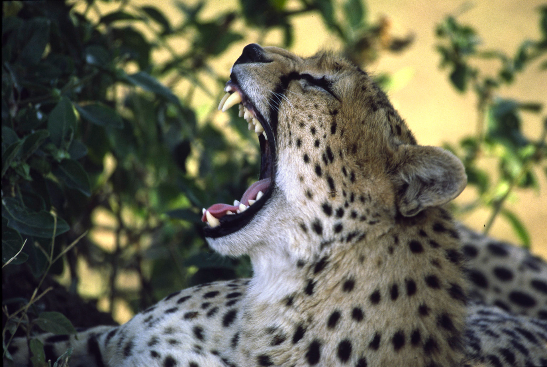 Cheetah, Masai Mara Kenya