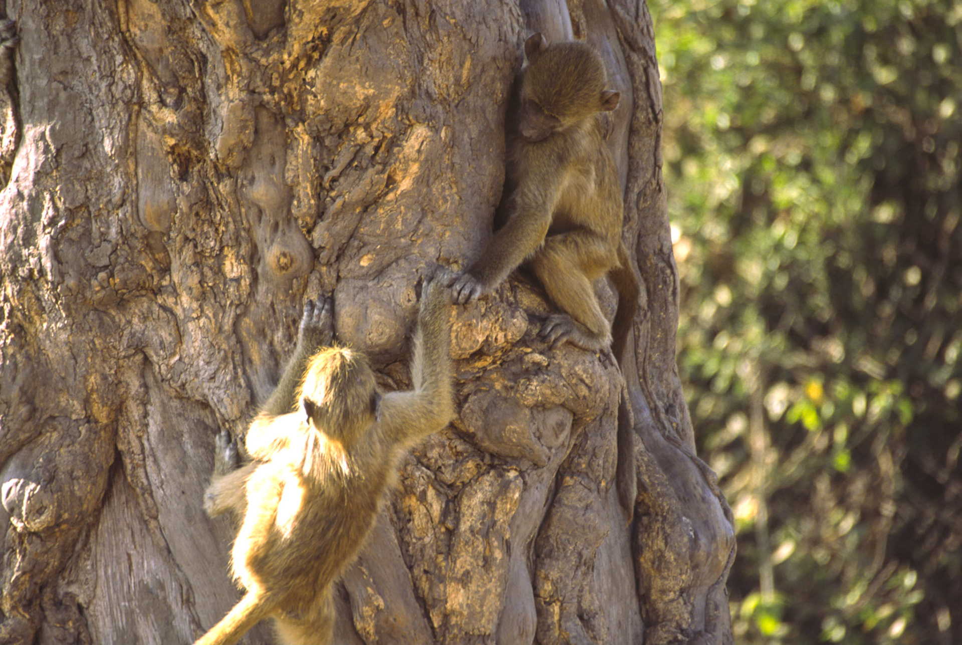Baboons, Chobe National Park Botswana