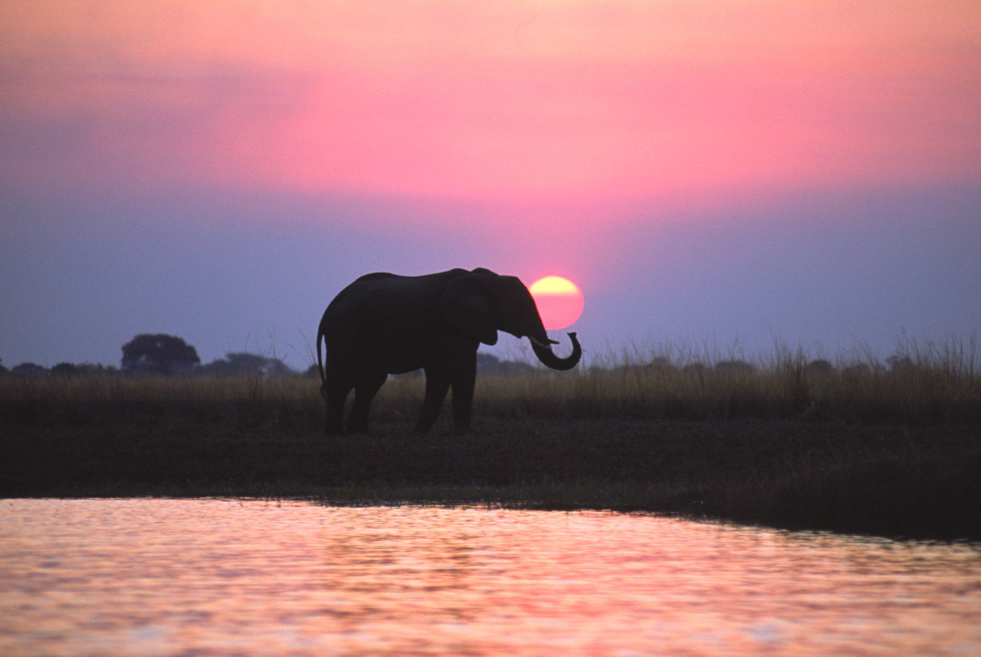African Elephant at sunset, Chobe River Botswana