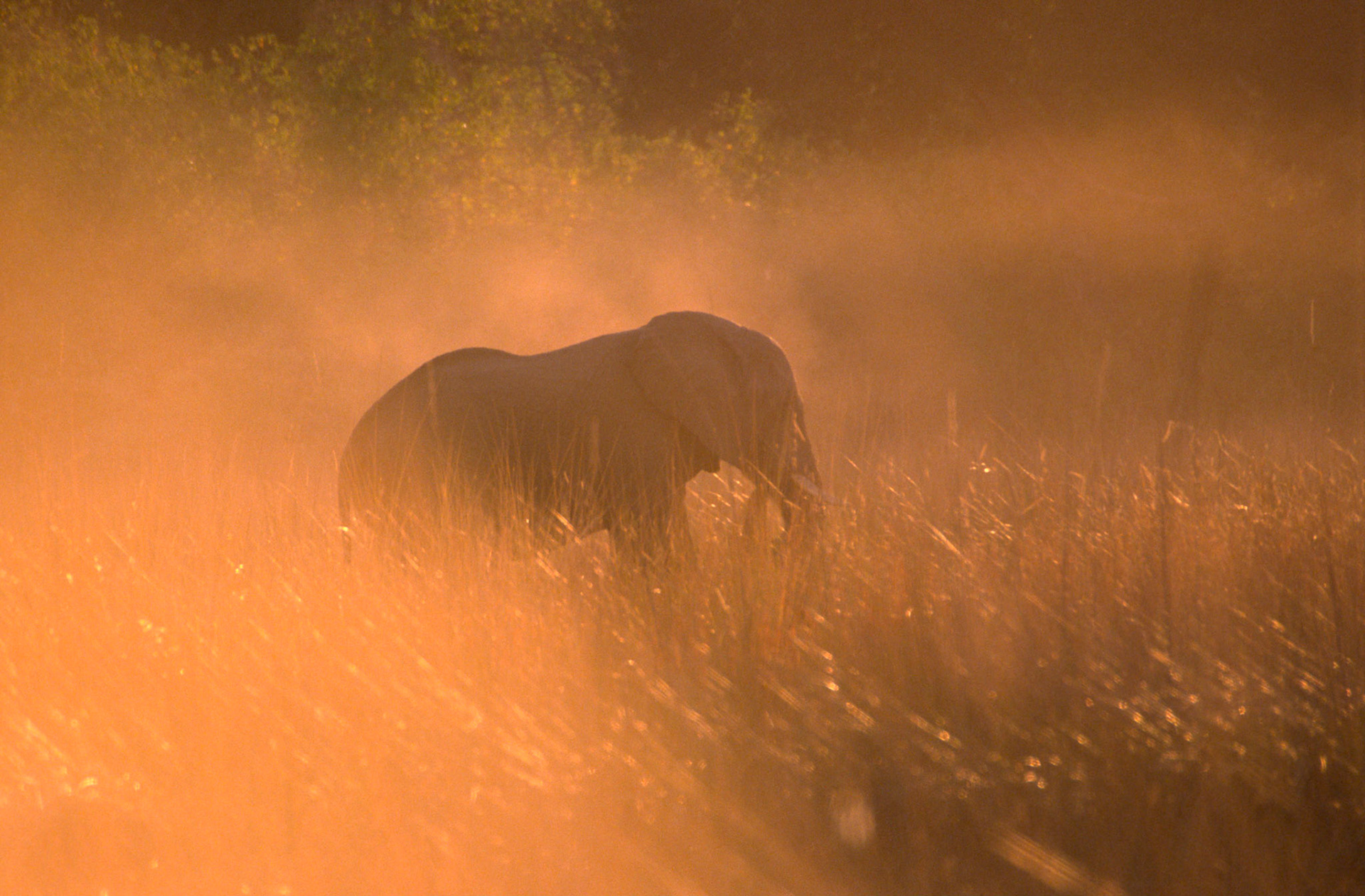 Young Elephant Moremi NP Botswana