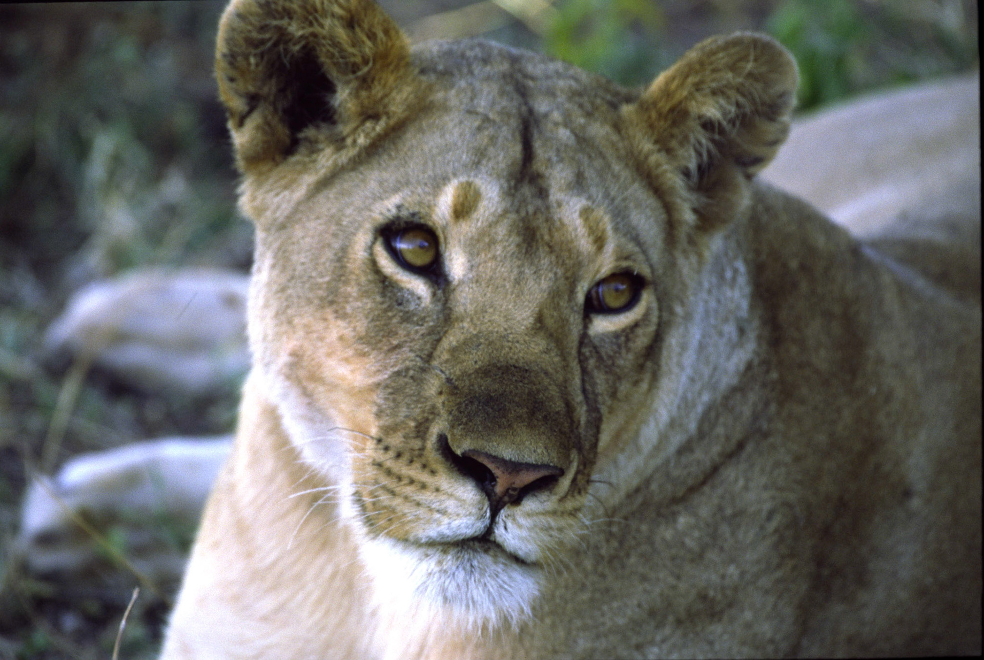 Lion, Masai Mara Kenya