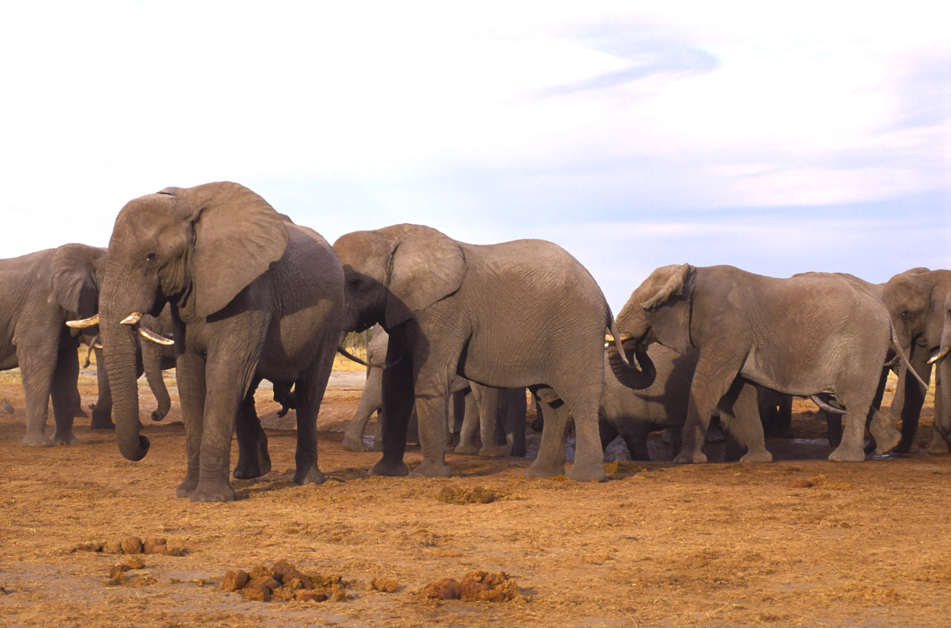 African Elephant, Chobe National Park Botswana