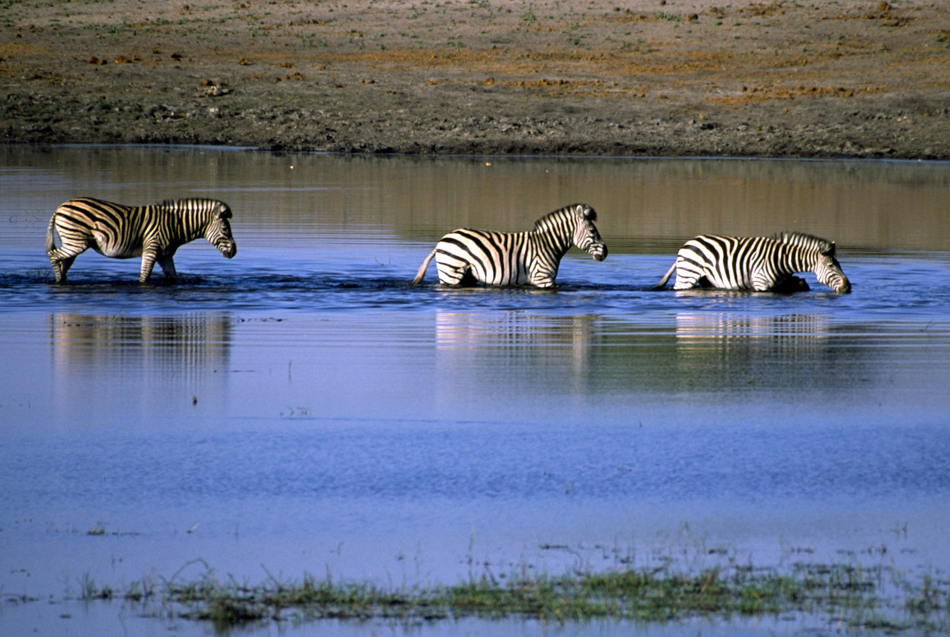 Burchells Zebra crossing Chobe River Botswana