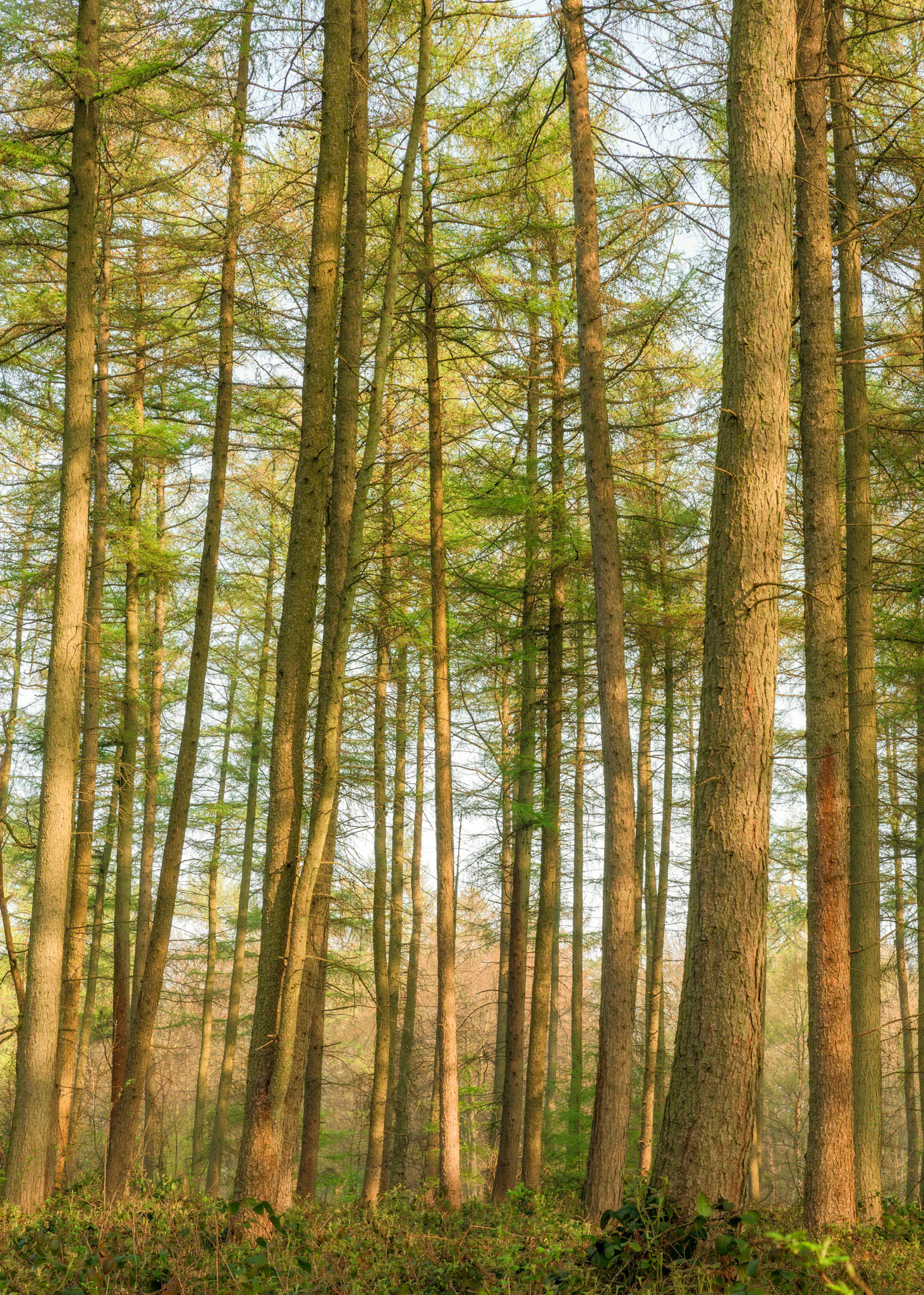 Cowleaze Wood, Oxfordshire