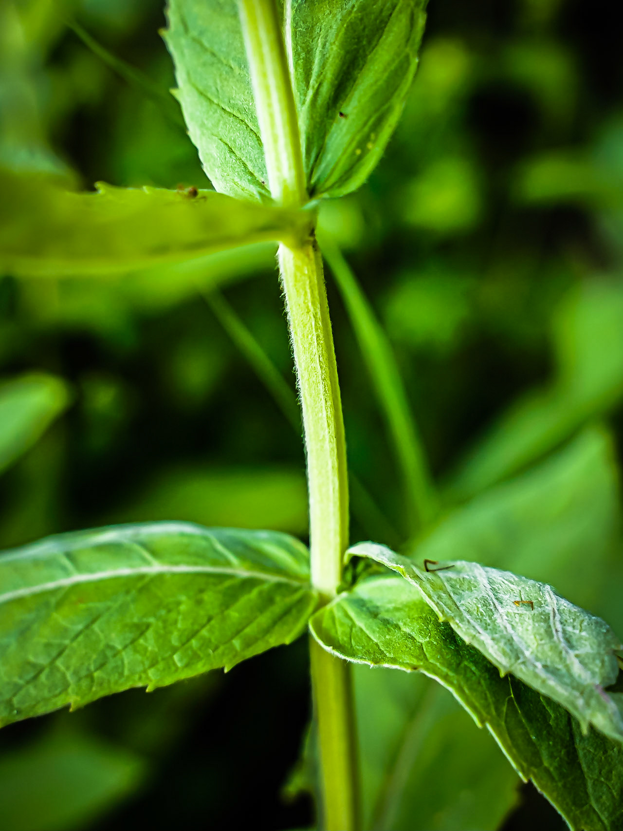 Menta longifolia - Menthe à longues feuilles