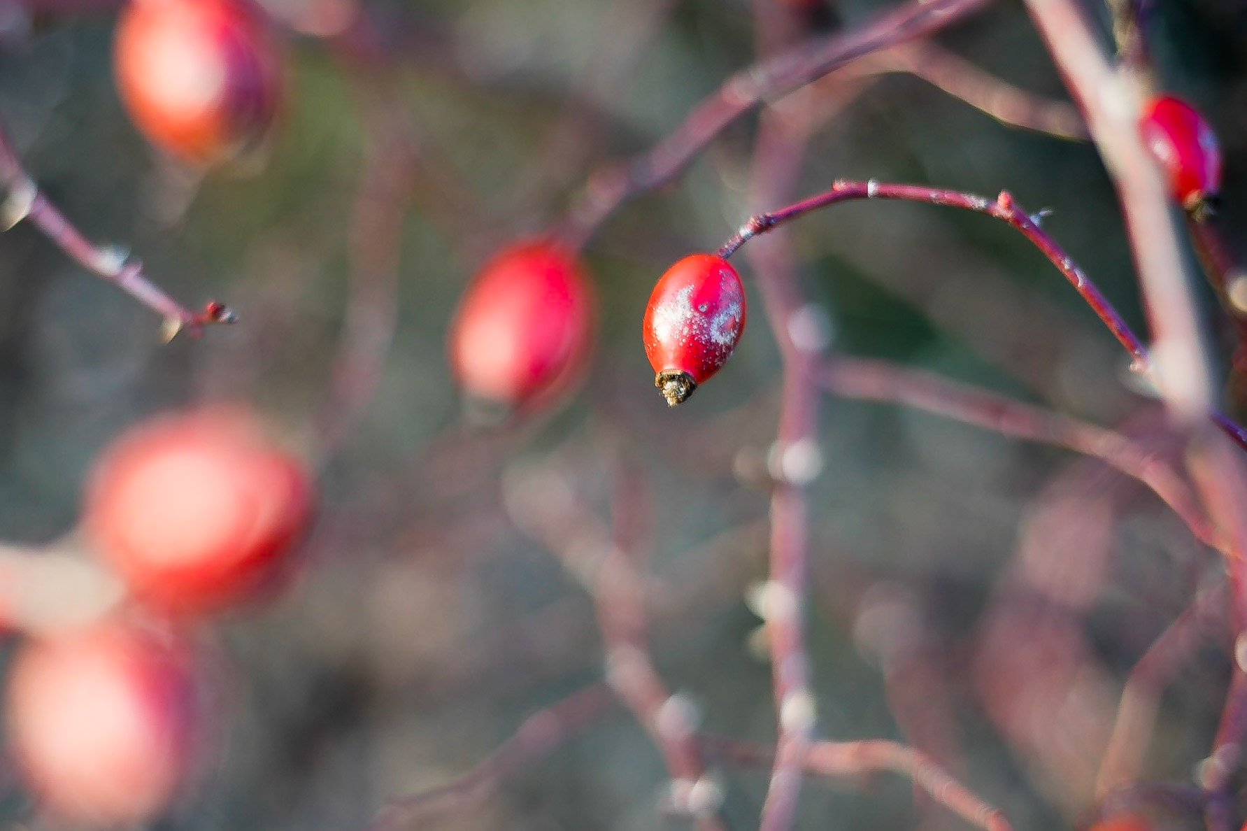 Rosa canina - Eglantier
