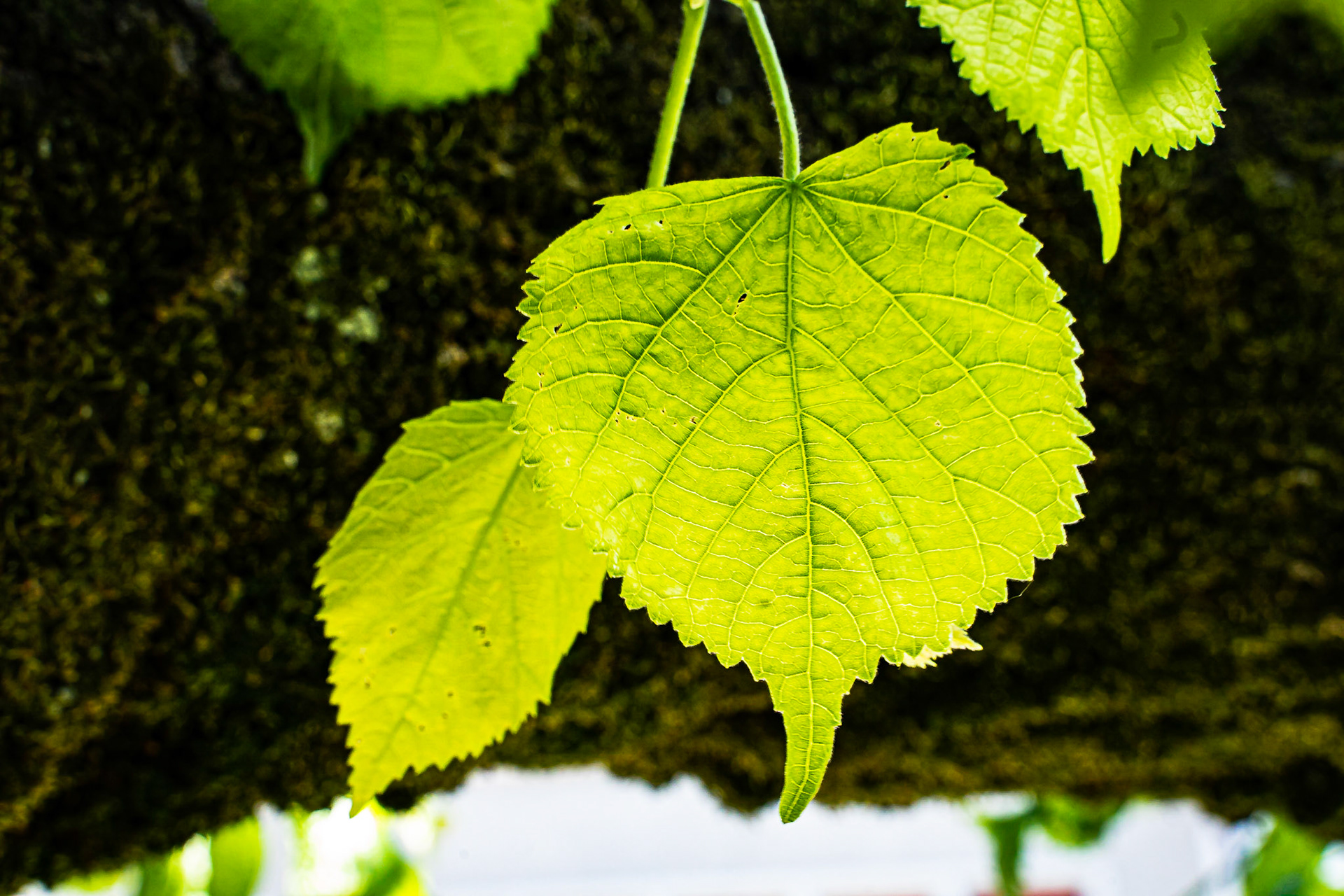 Tilia platyphyllos- Tilleul à grandes feuilles