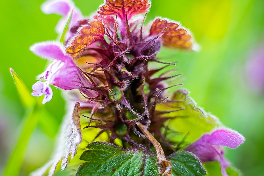 Lamium purpurea - Lamier pourpre