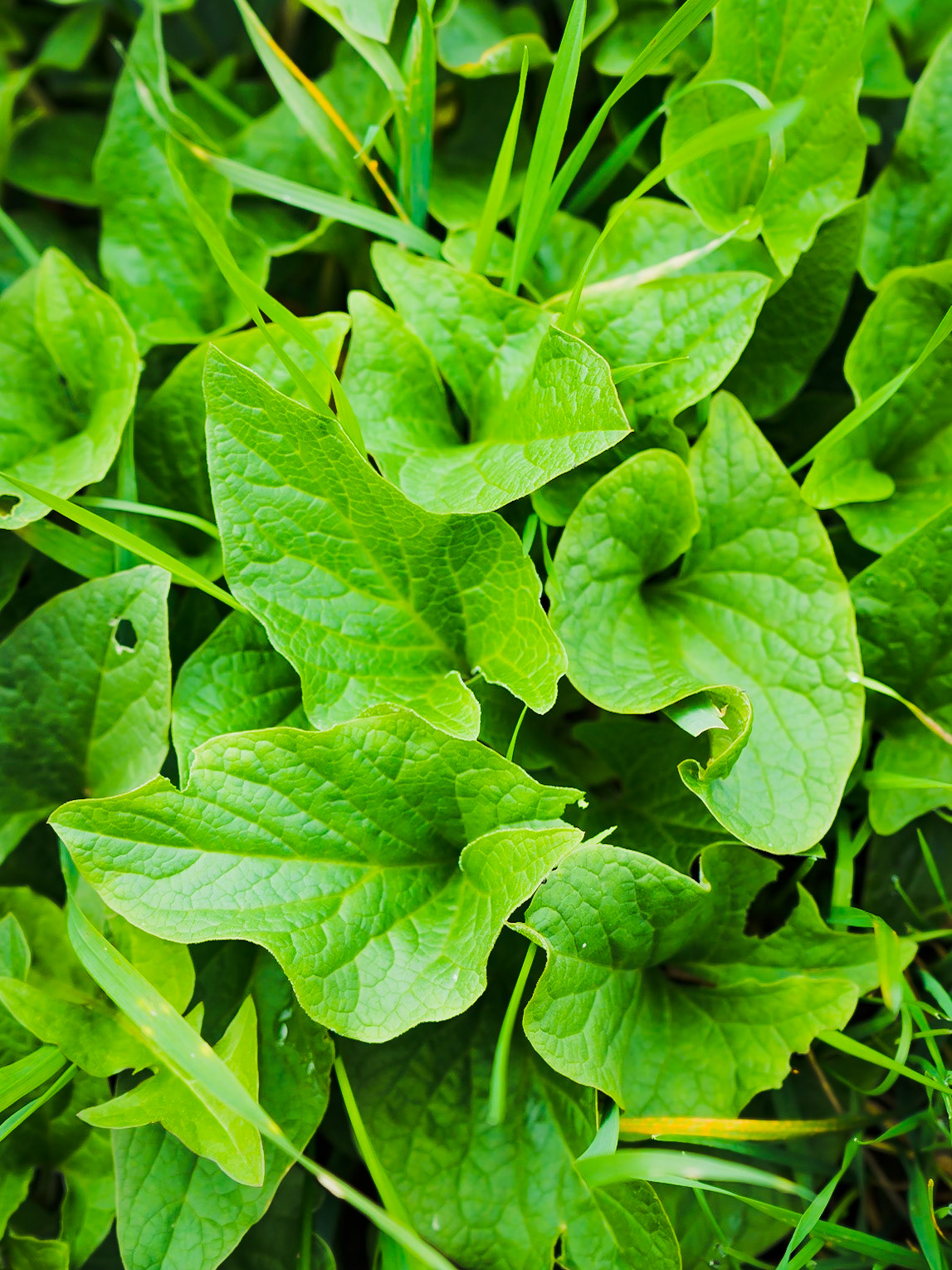 Chenopodium bonus-henricus - Chenopode Bon-Henri