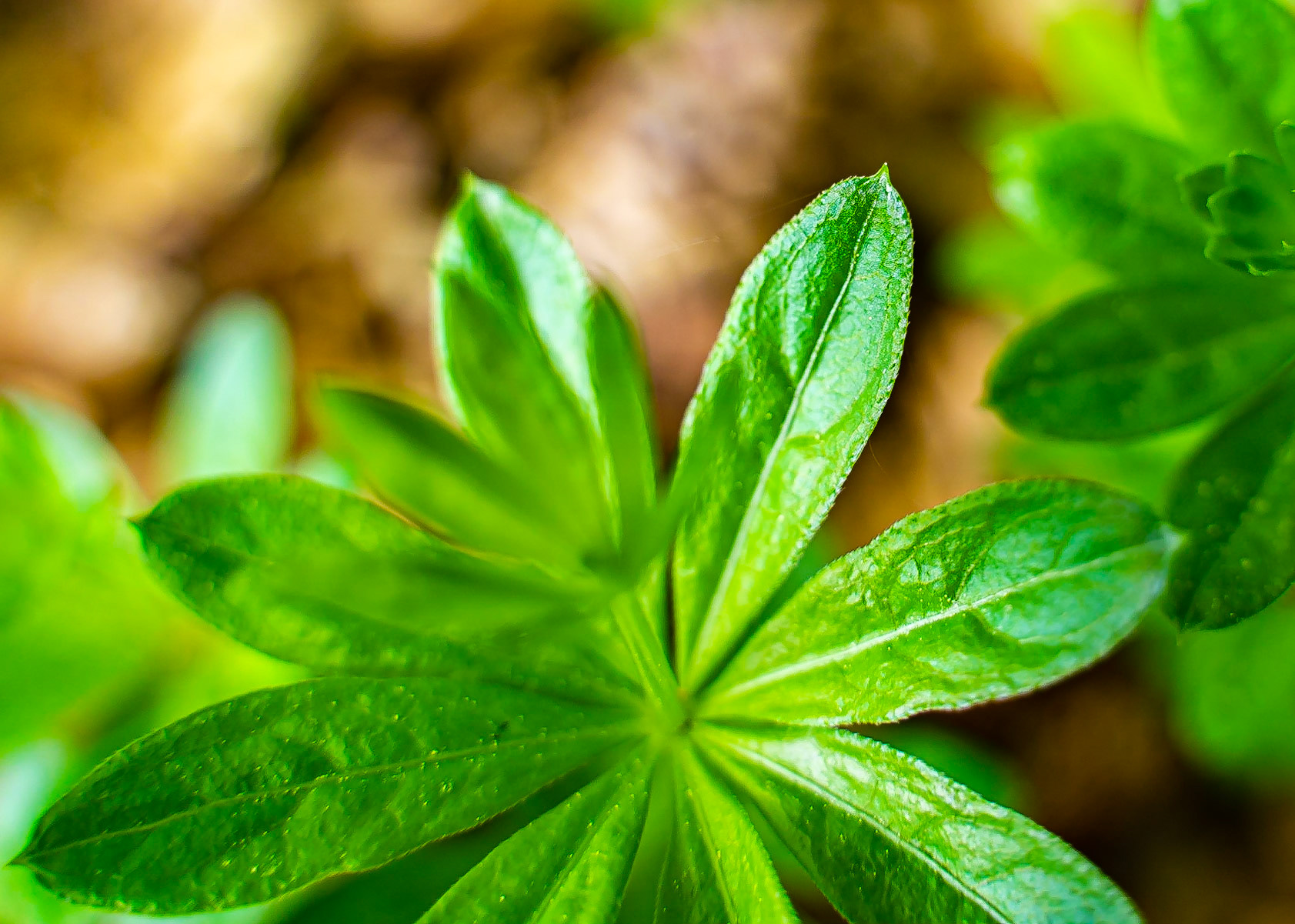 Galium odoratum - Aspérule odorante