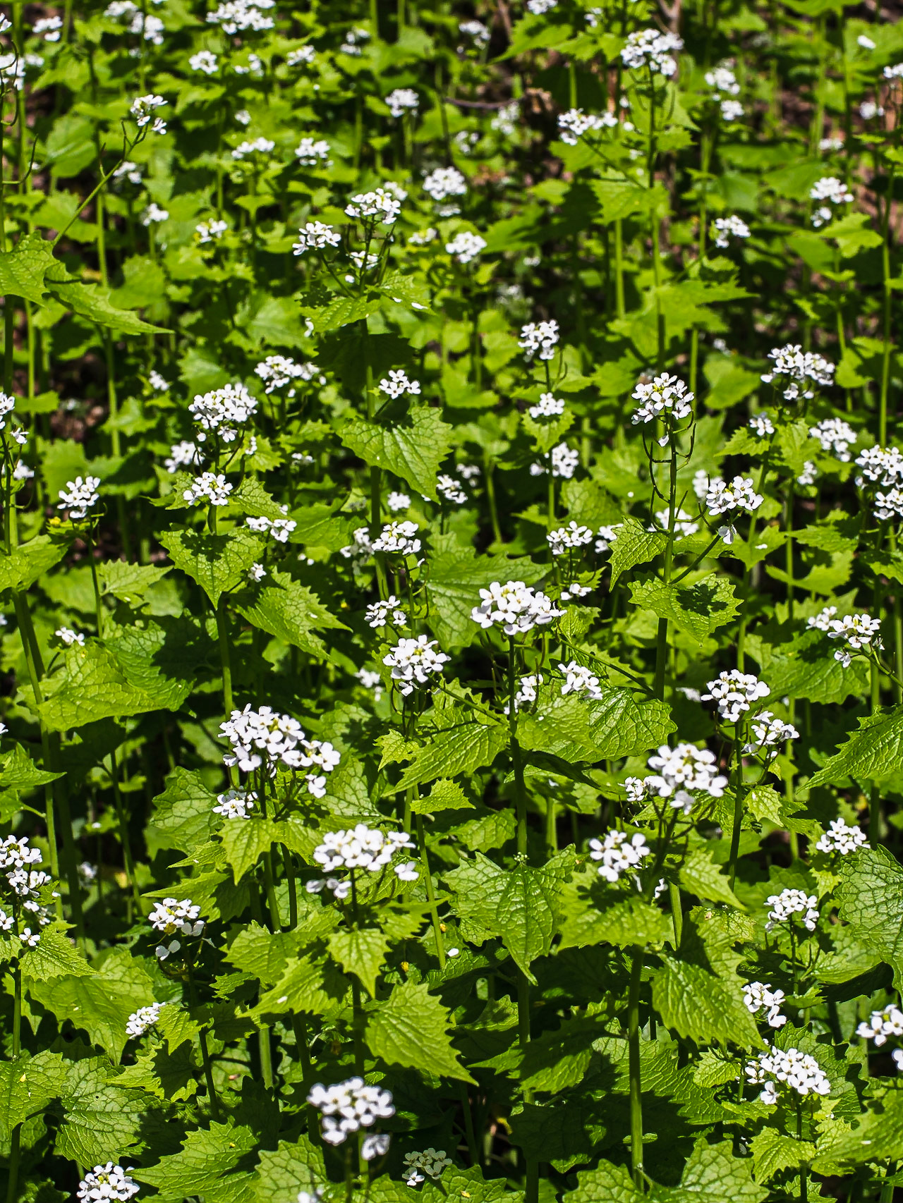 Alliaria petiolata - Alliaire officinale