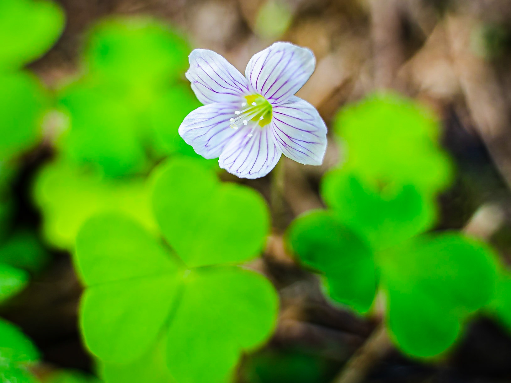 Oxalis acetosella - Oxalis petite oseille