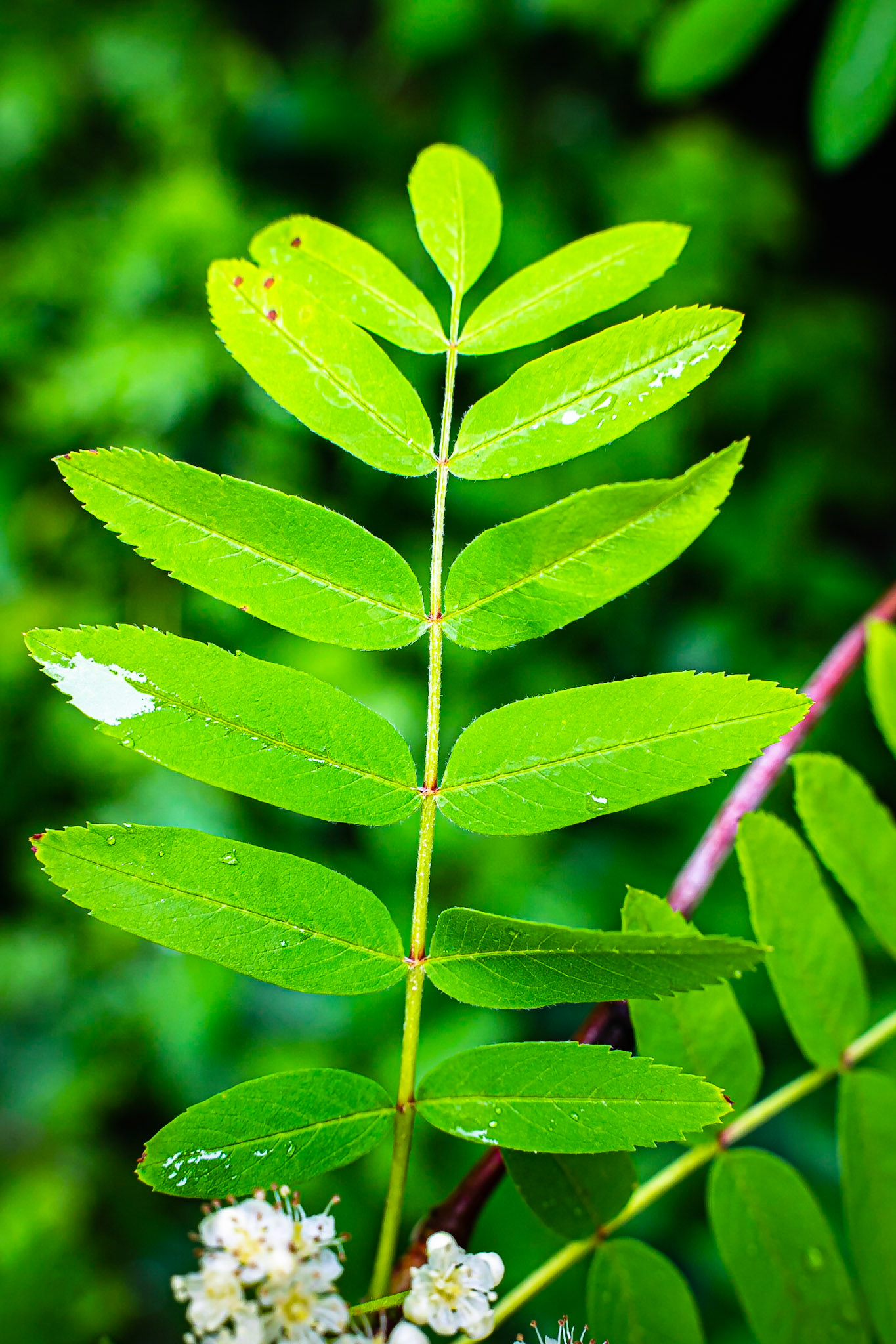 Sorbus aucuparia - Sorbier des oiseleurs