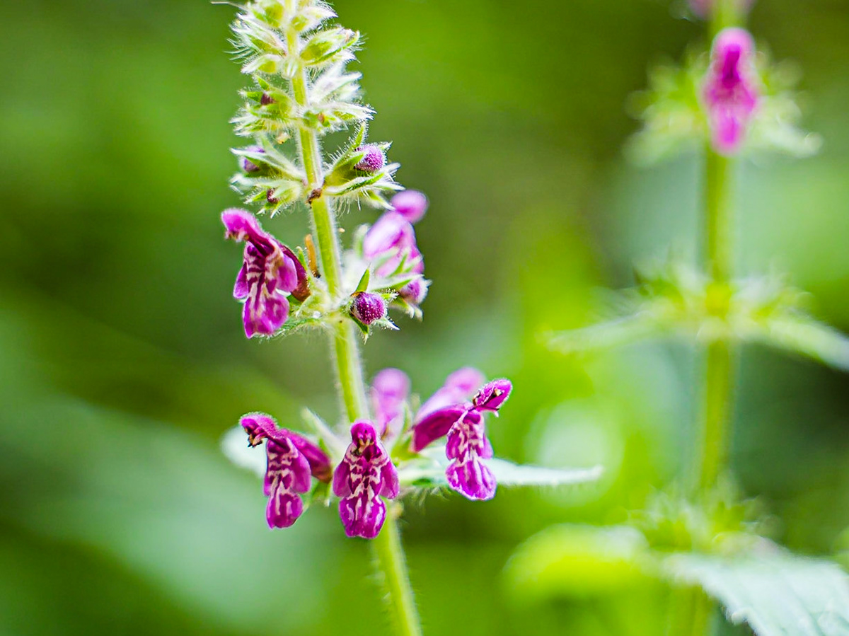 Stachys sylvatica - Epiaire des bois