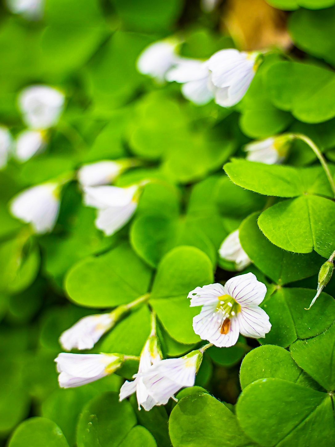 Oxalis acetosella - Oxalis petite oseille