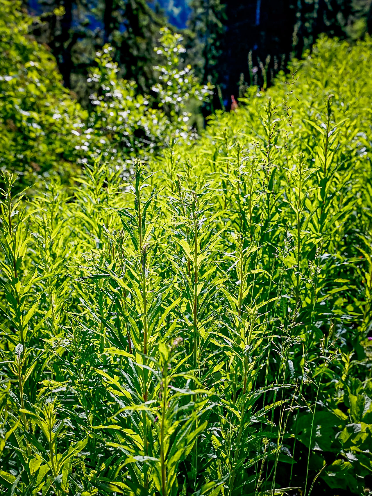 Epilobium angustifolium - Epilobe en épi