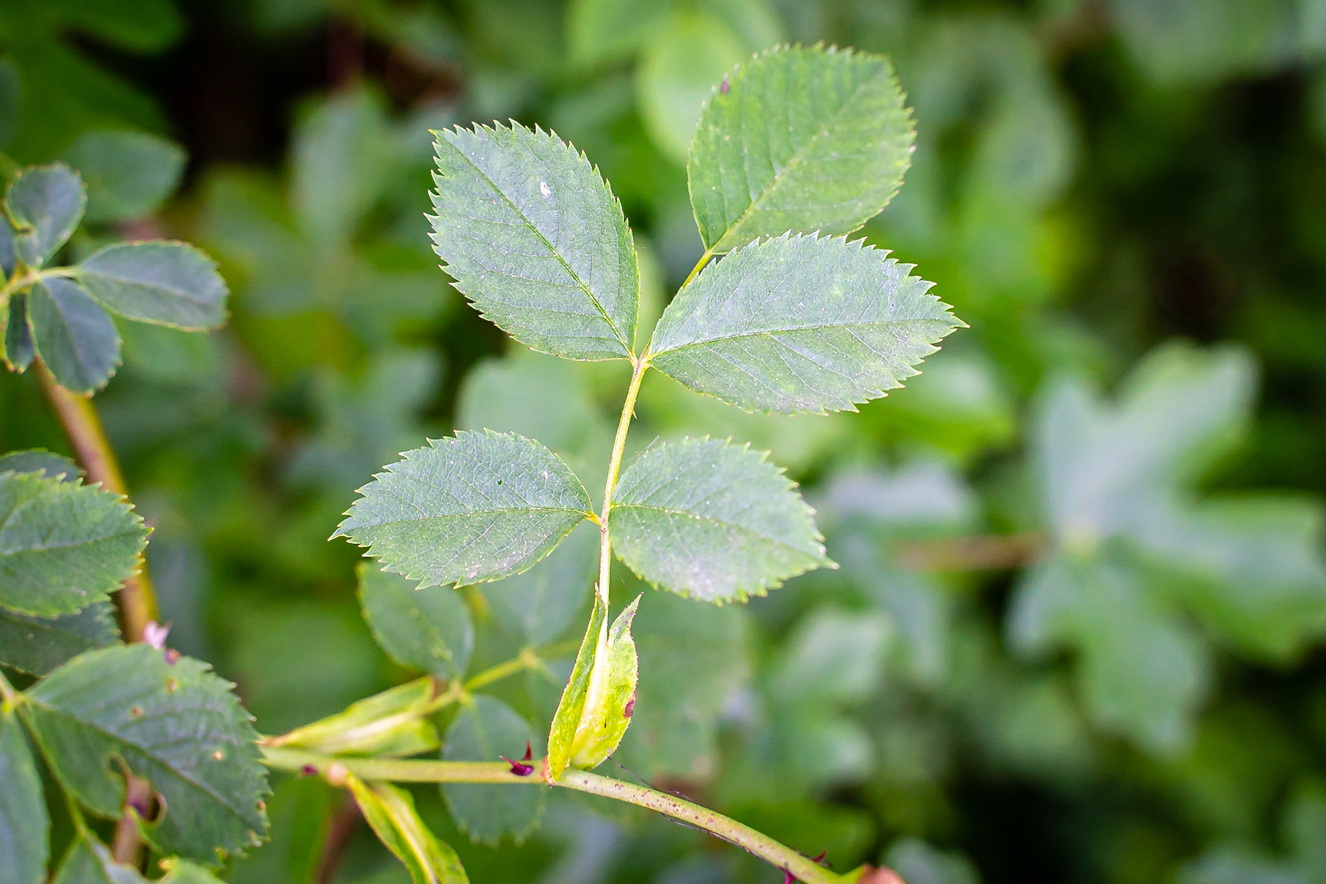 Rosa canina - Eglantier