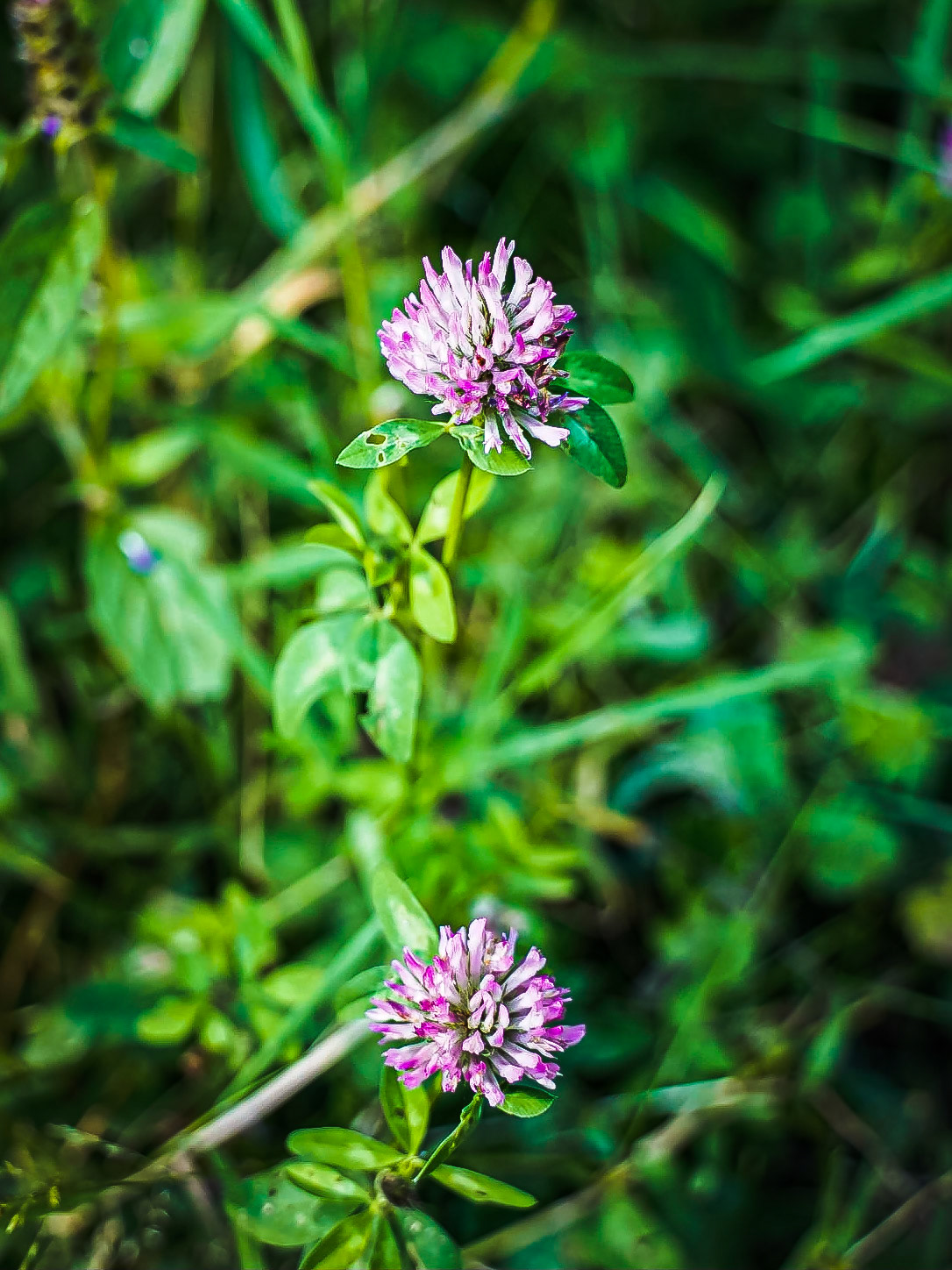 Trifolium pratense - Trèfle des prés