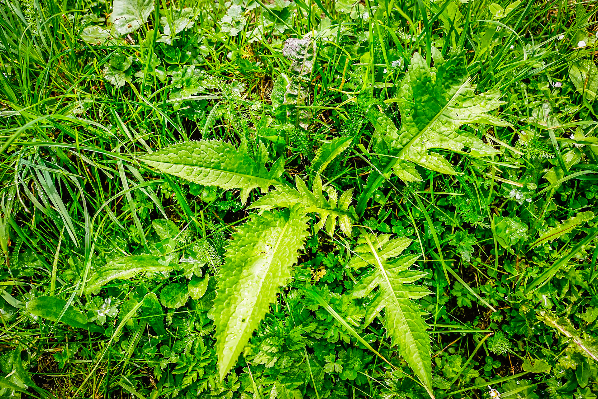 Cirsium oleraseum - Cirse maraîché