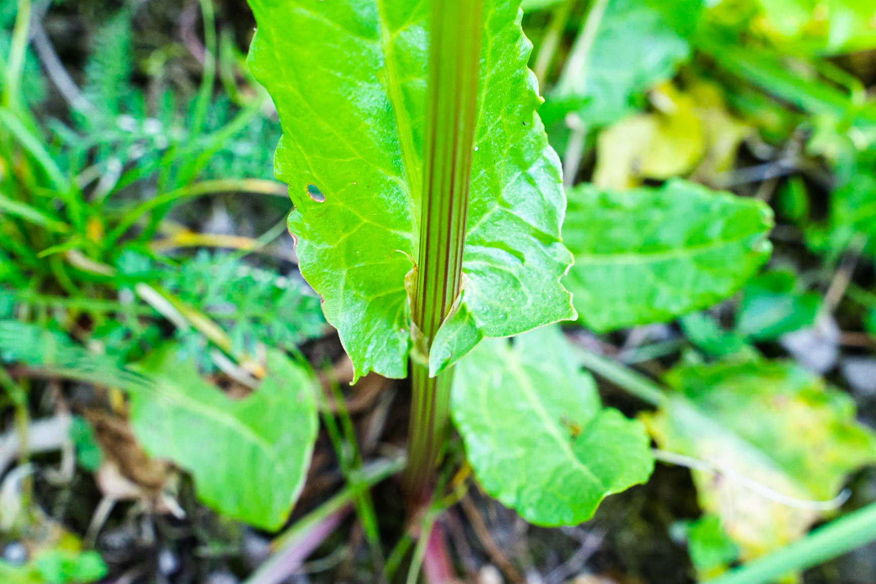 Rumex acetosa - Oseille des prés