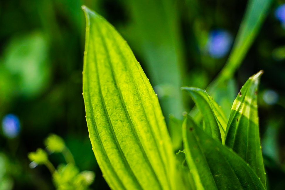 Plantago lanceolata - Plantain lancéolé