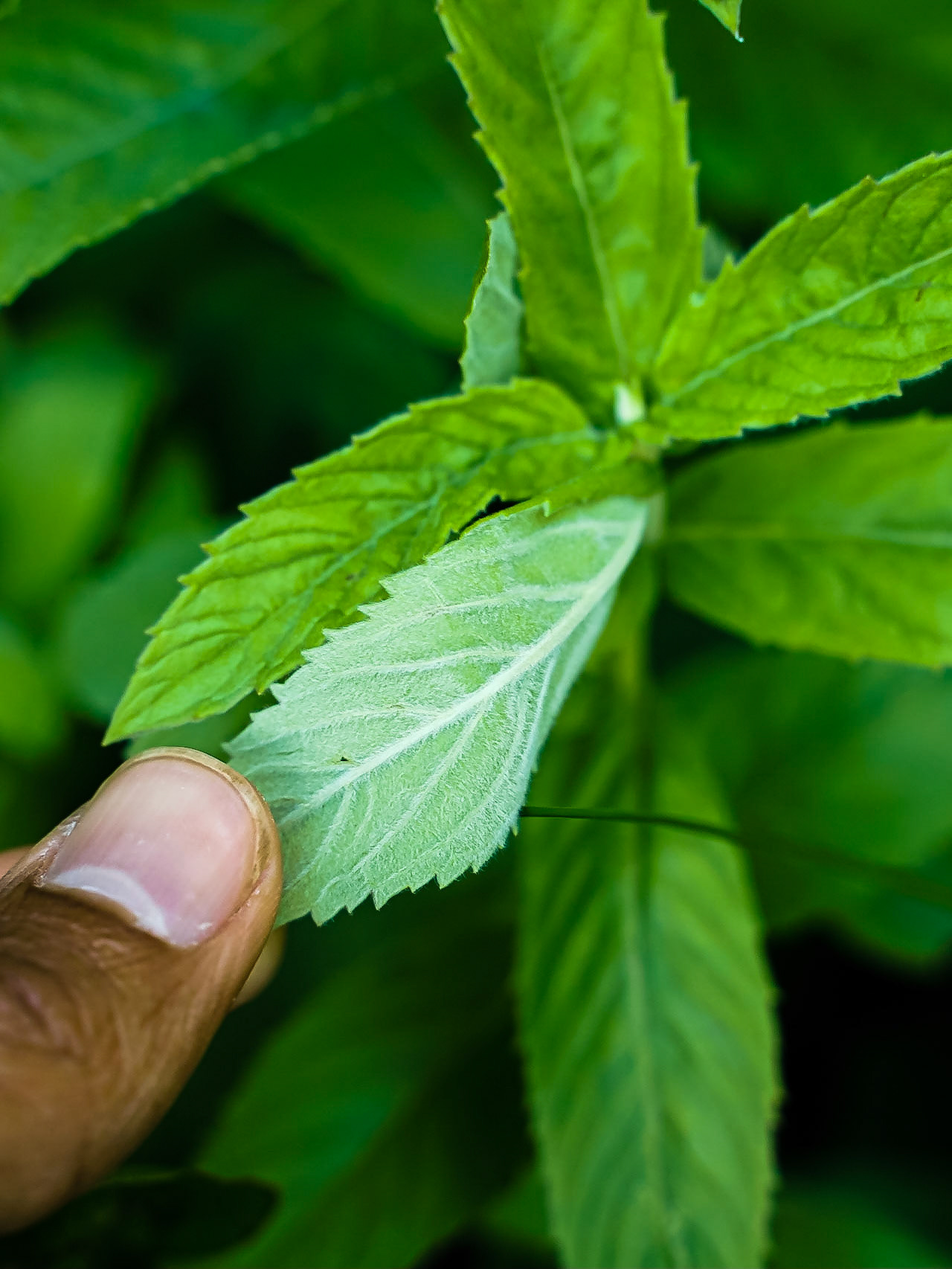 Menta longifolia - Menthe à longues feuilles