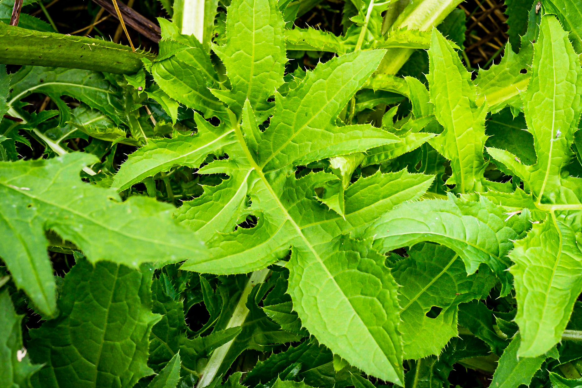 Cirsium oleraseum - Cirse maraîché