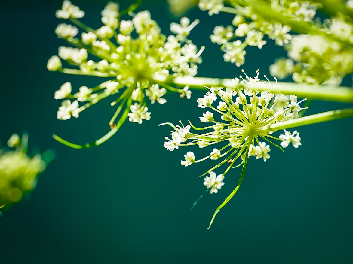 Peucedanum ostruthium - Impératoire