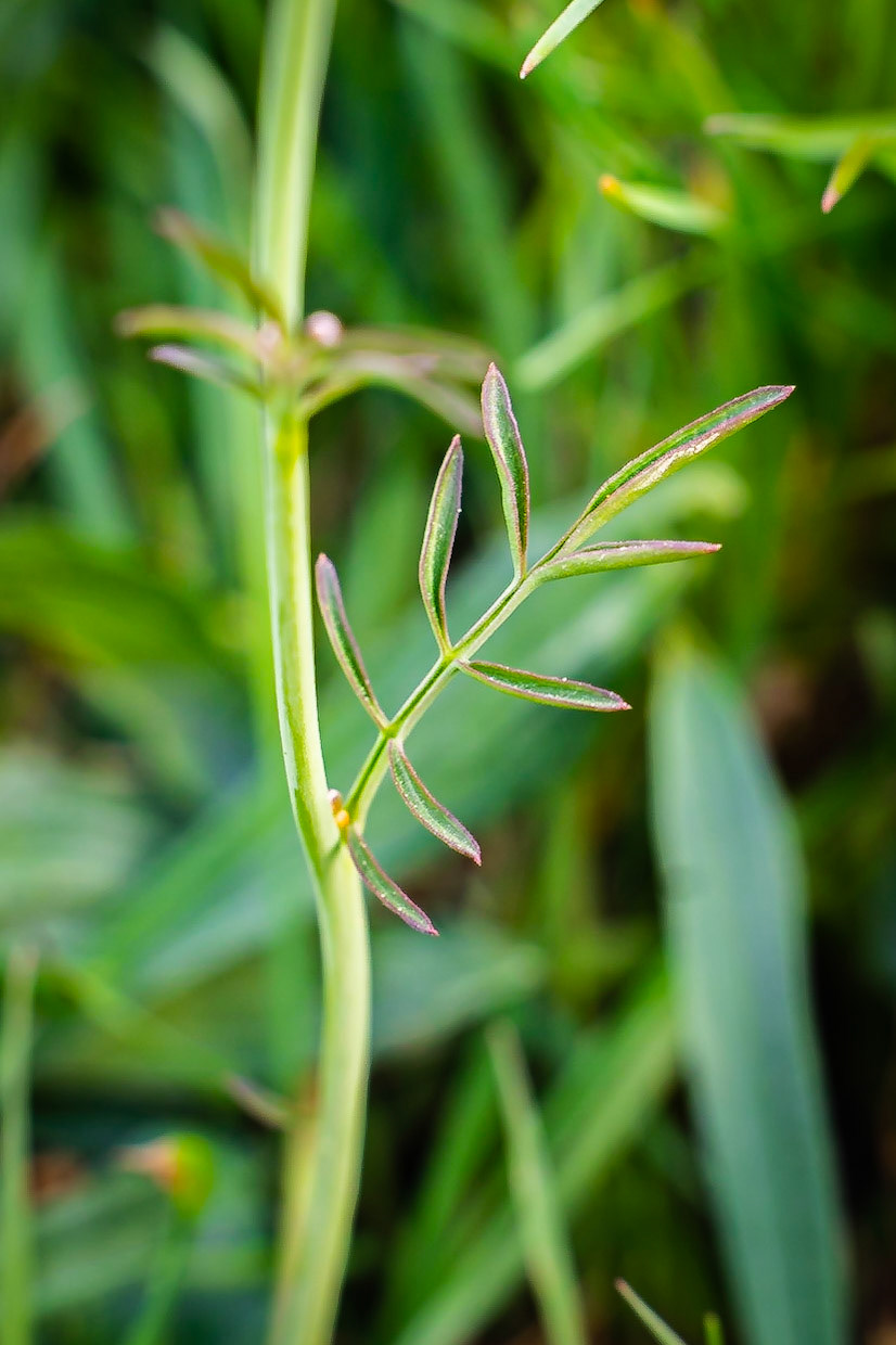 Cardamine pratensis - Cardamine des près