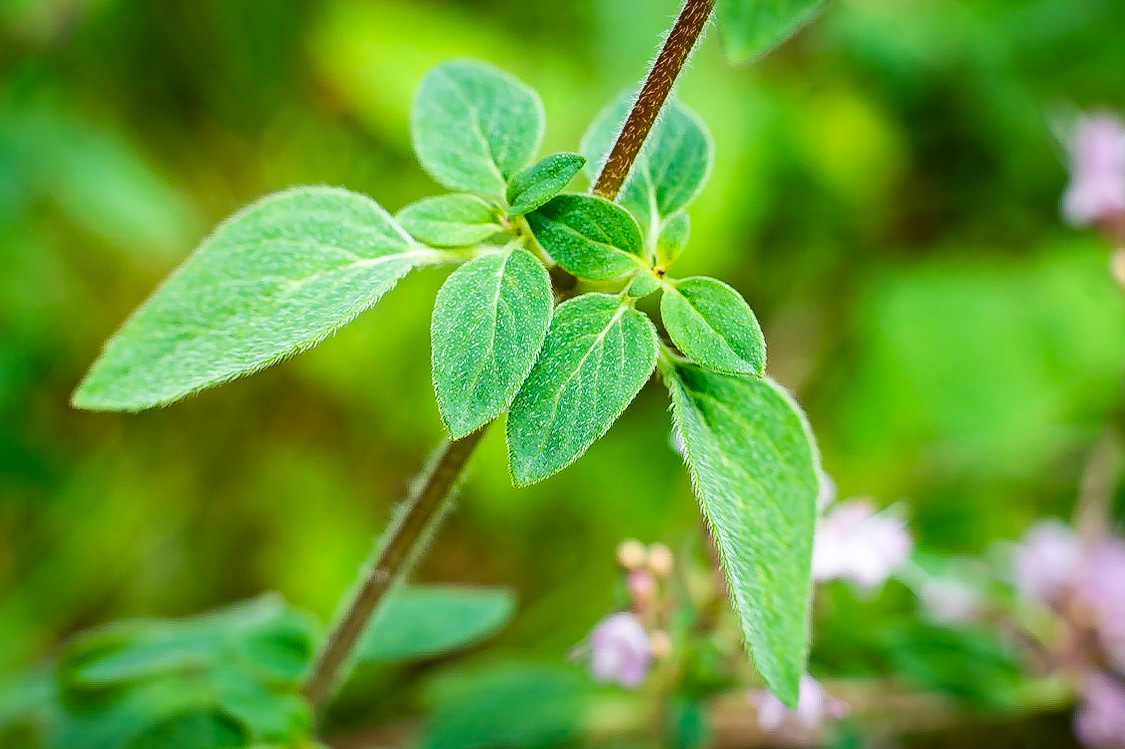 Origanum vulgare - Origan sauvage