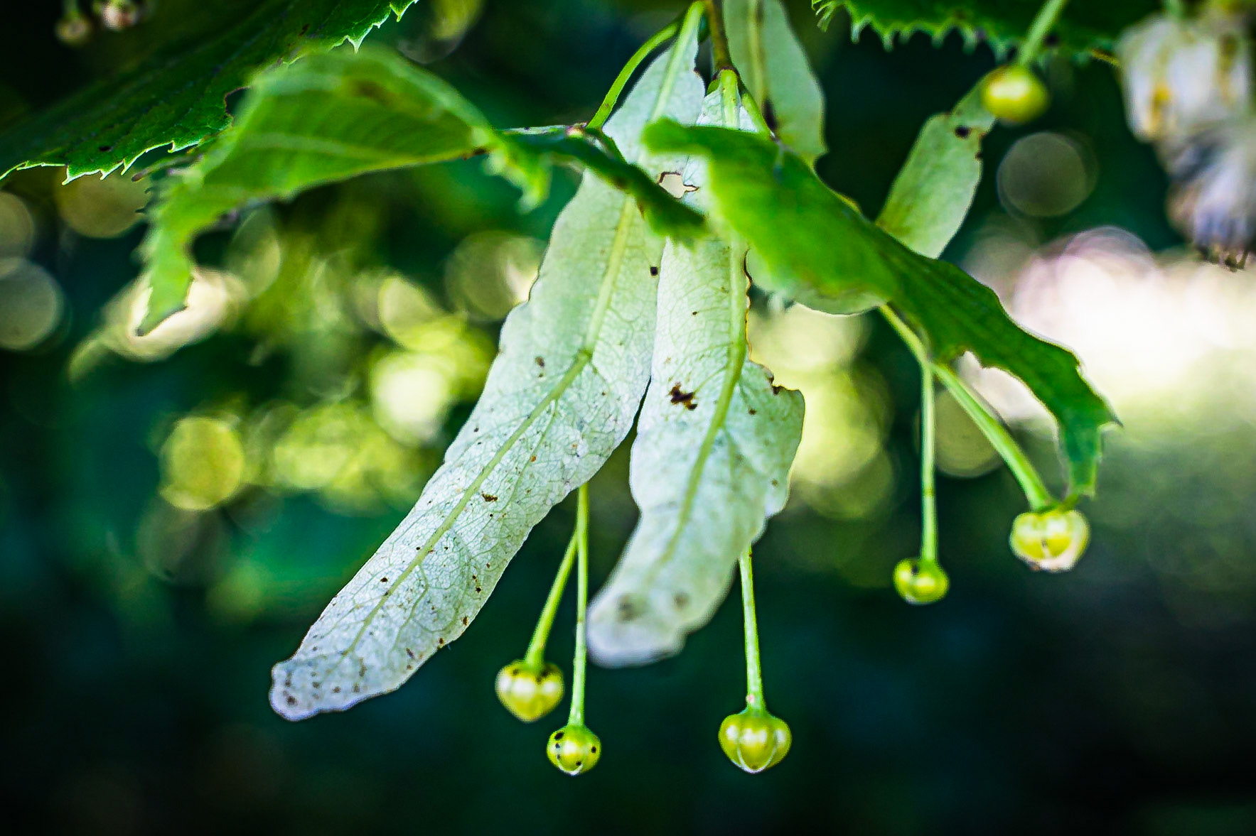 Tilia platyphyllos- Tilleul à grandes feuilles
