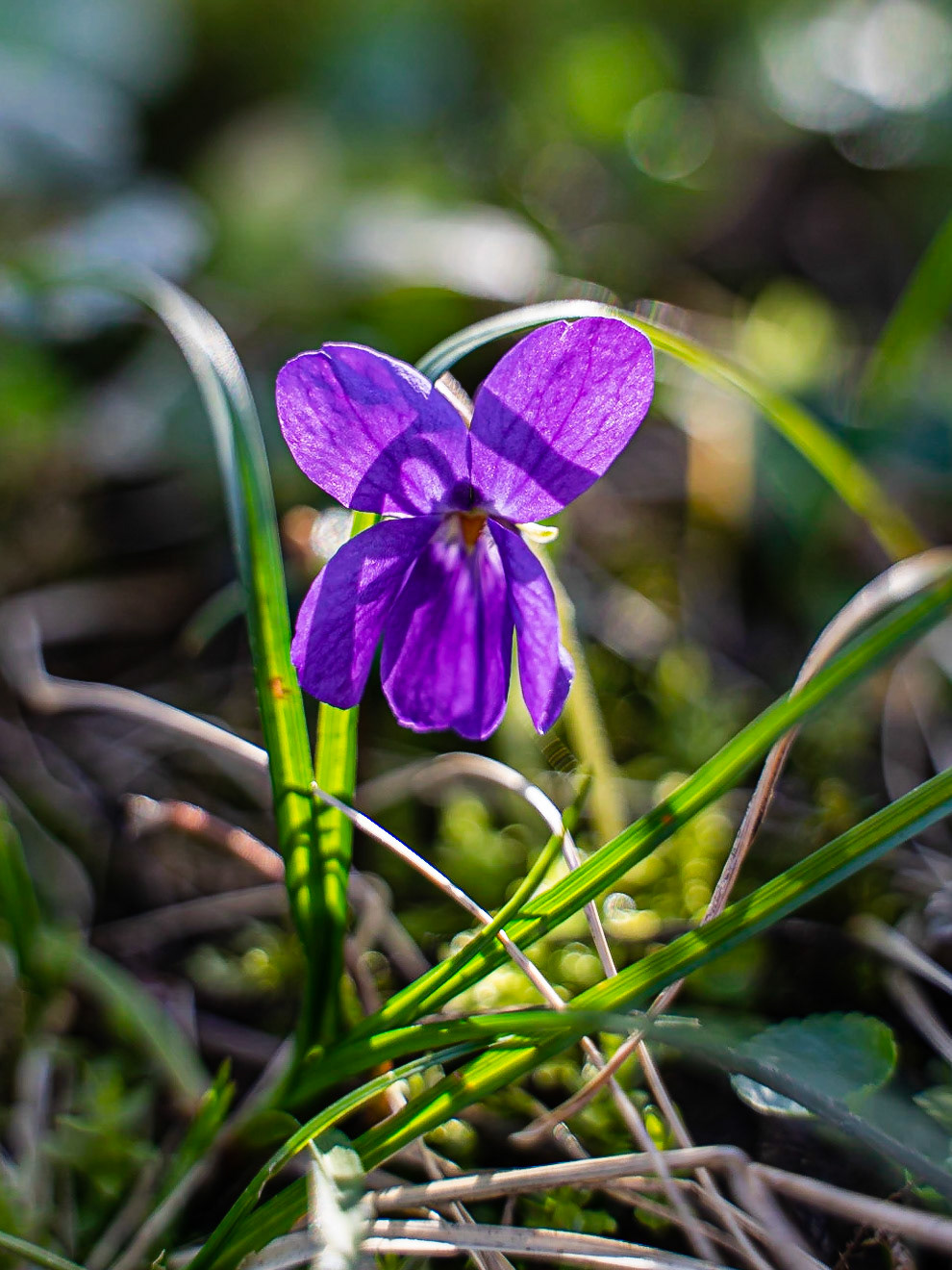 Viola odorata - Violette odorante