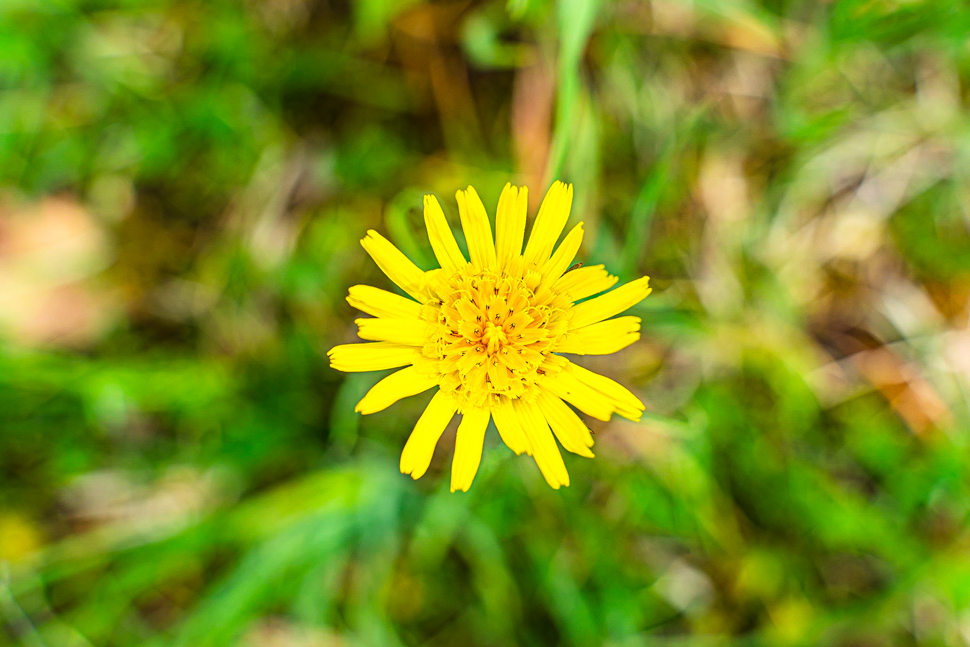 Tragopogon pratensis - Salsifis des prés