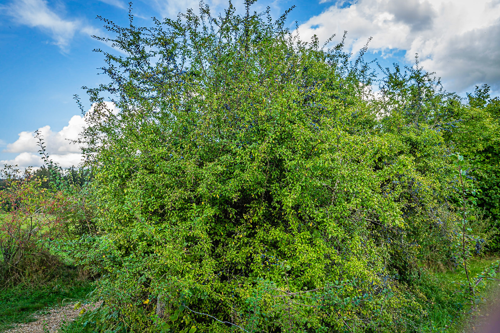 Prunus spinosa - Prunellier