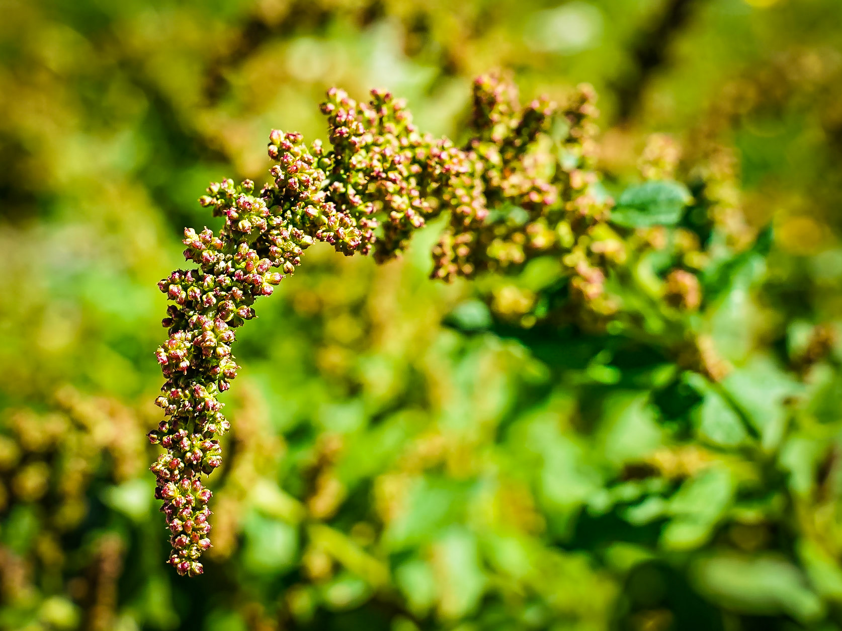 Chenopodium bonus-henricus - Chenopode Bon-Henri