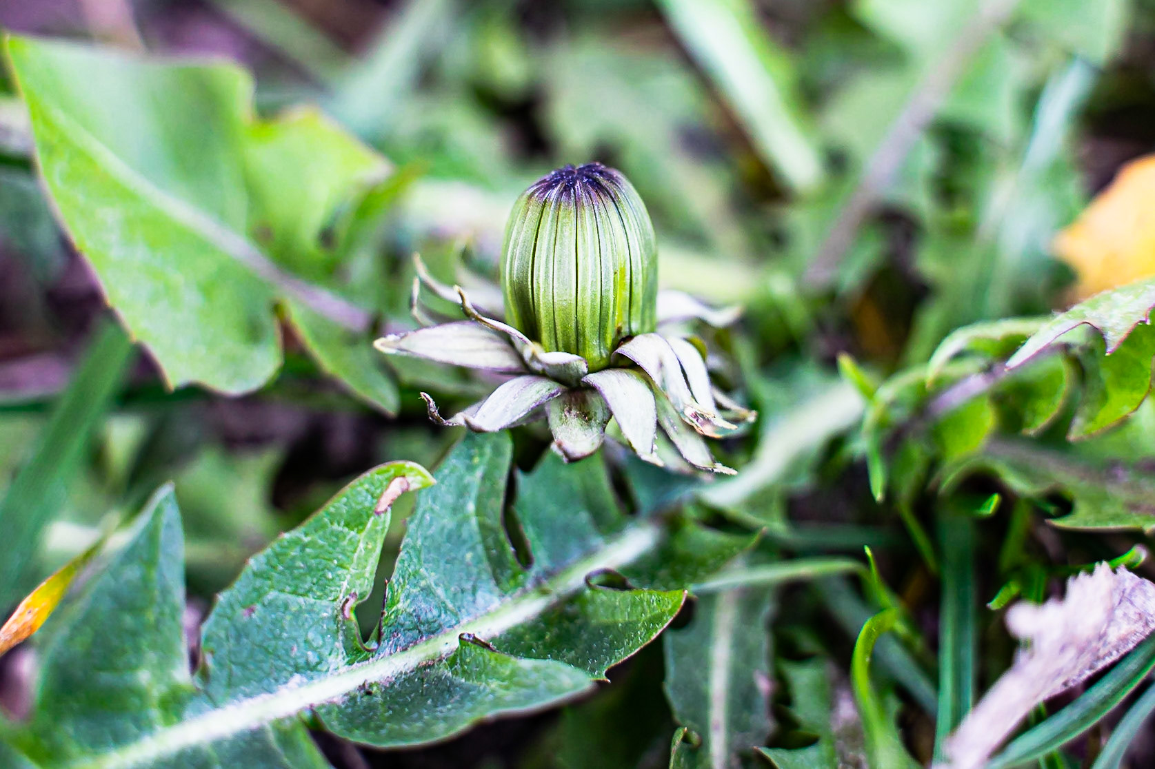 Taraxacum officinale  aggr. - Pissenlit officinal