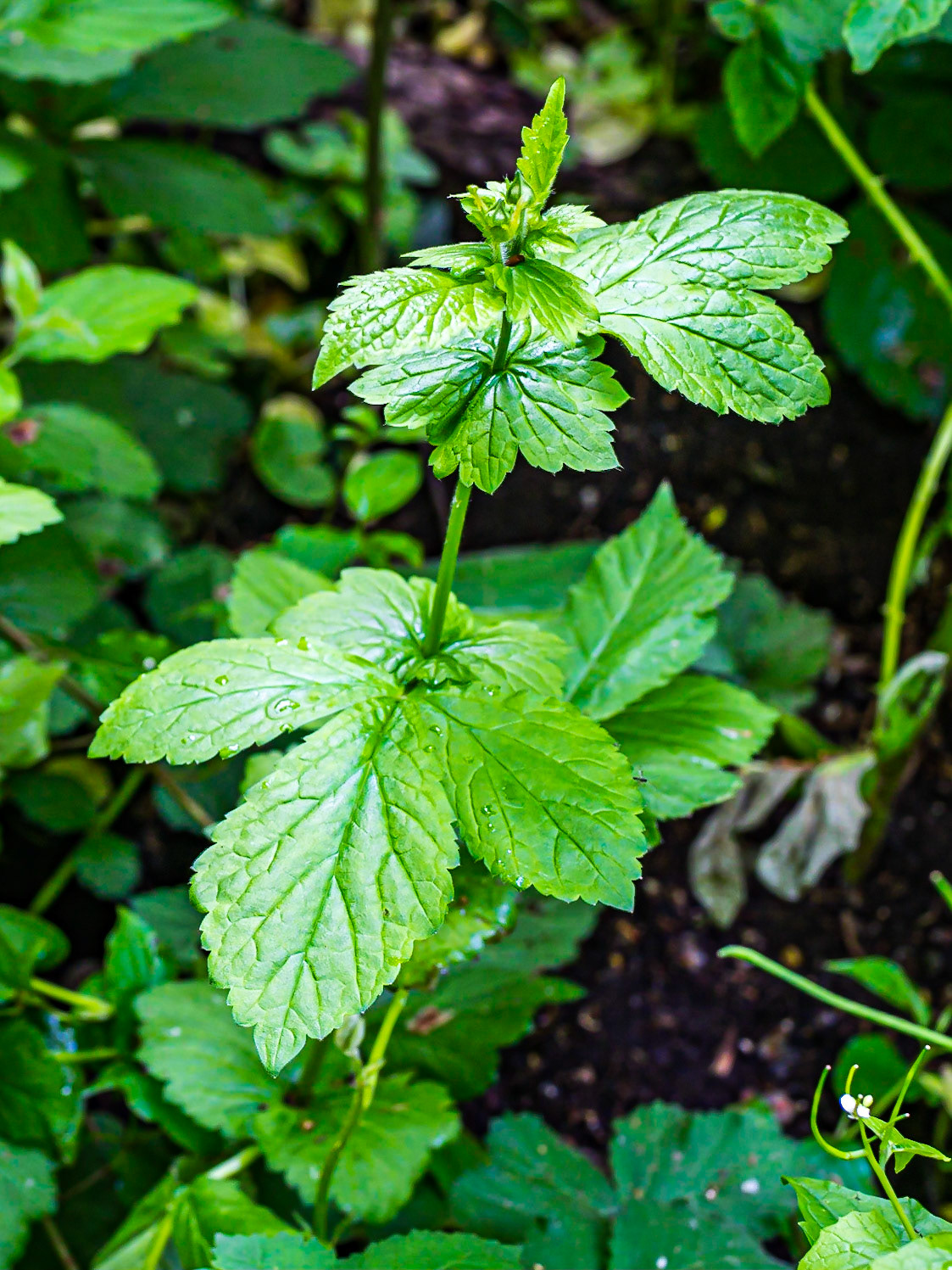 Geum urbanum - Benoite urbaine