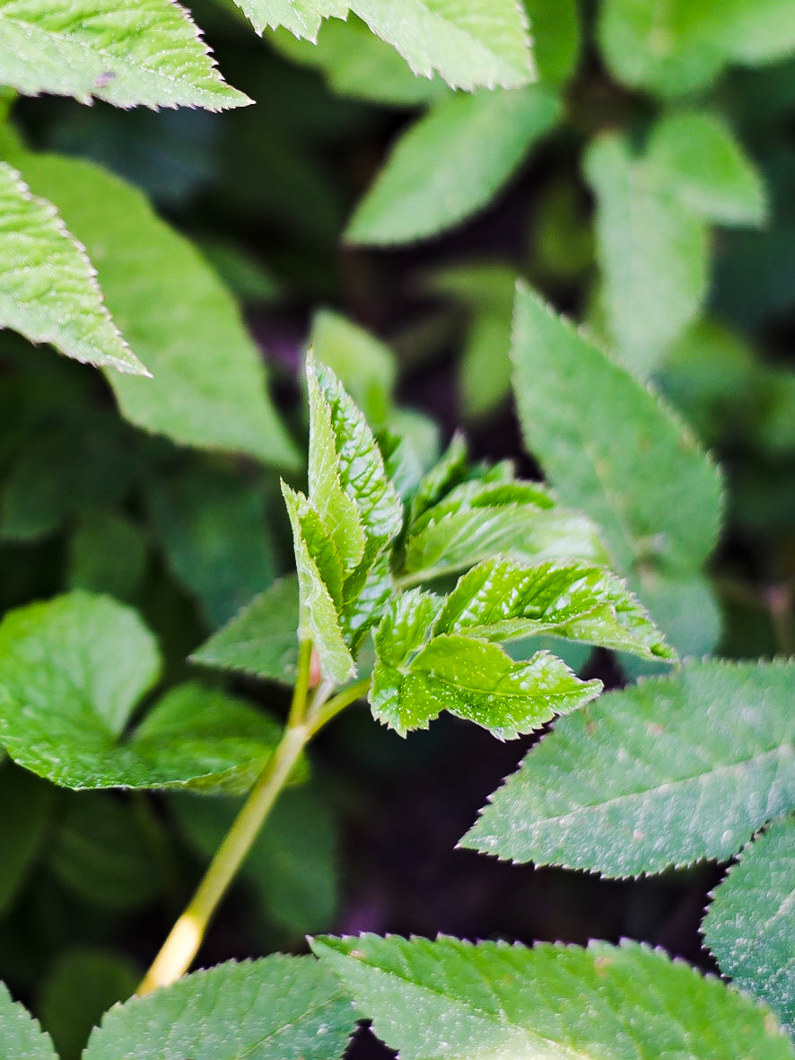 Aegopodium podagraria - Egopode
