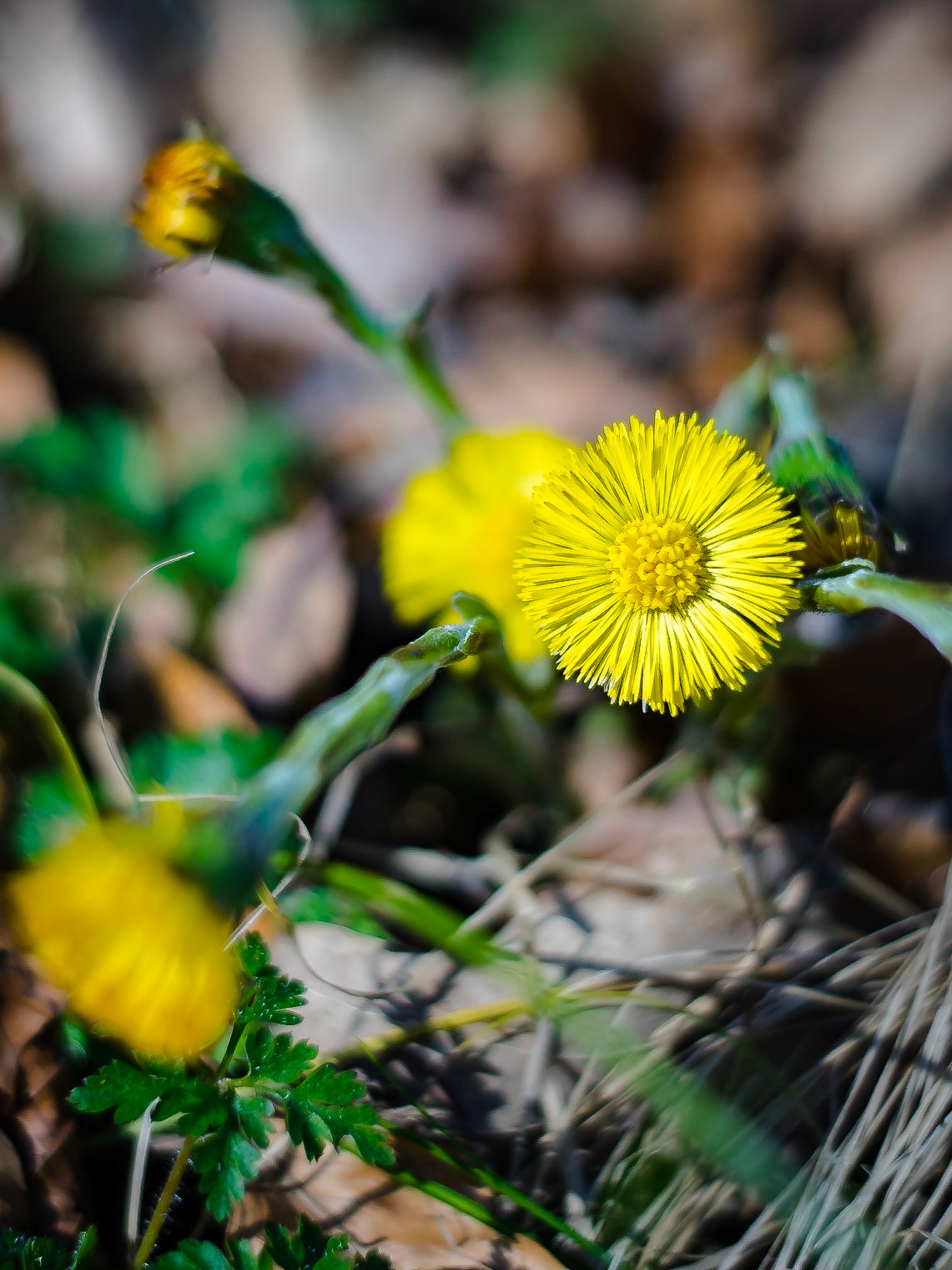 Tussilago farfara - Tussilage