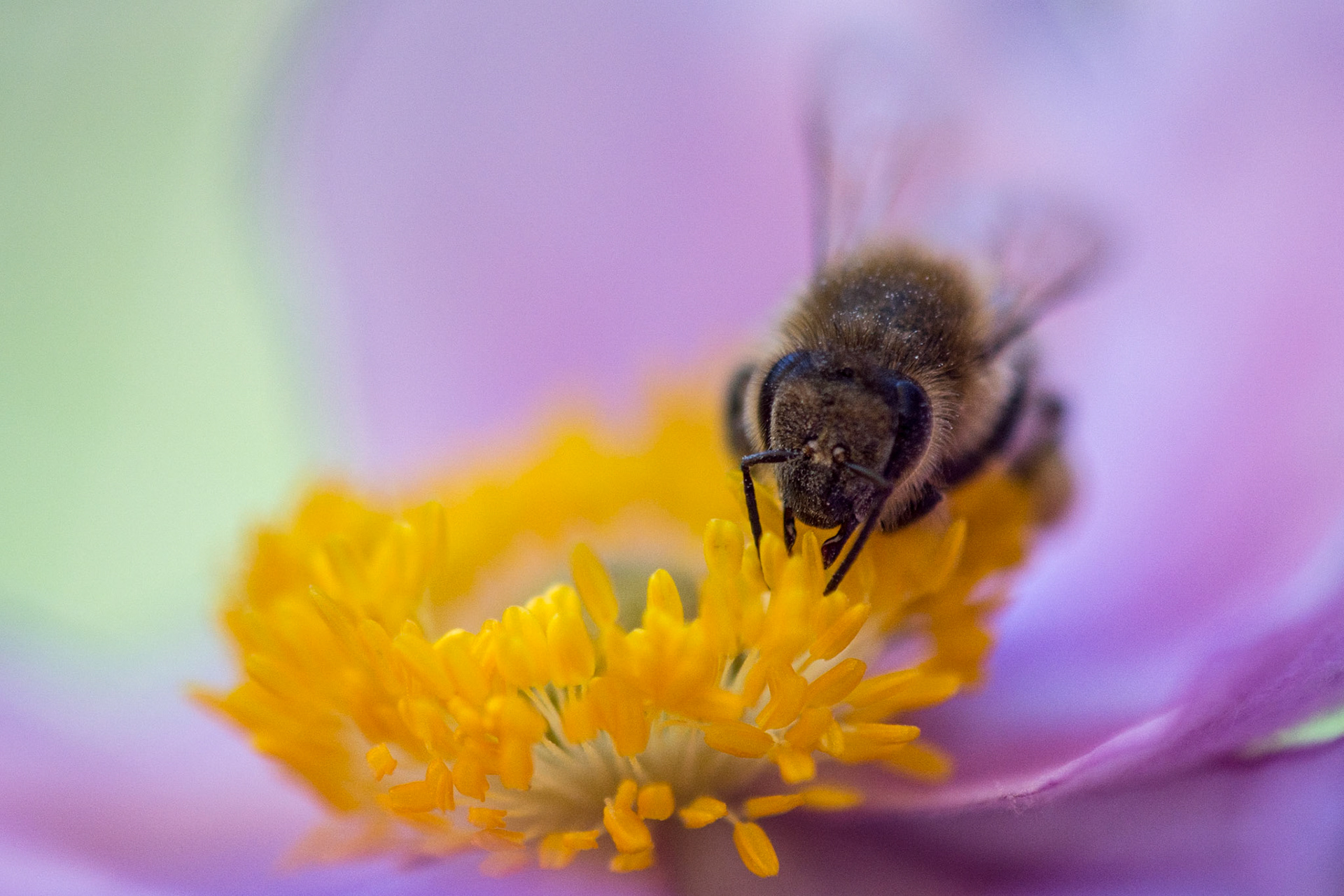 Kaum aus dem Urlaub zurück summte es heute vormittag ziemlich wilt im Garten. Kein Wunder, Bienen und Hummeln waren fleißig bei der Arbeit.