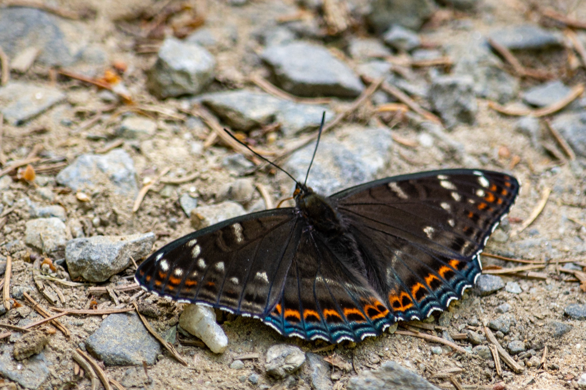 Ein #Schmetterling im #Bayerwald #Tierpark