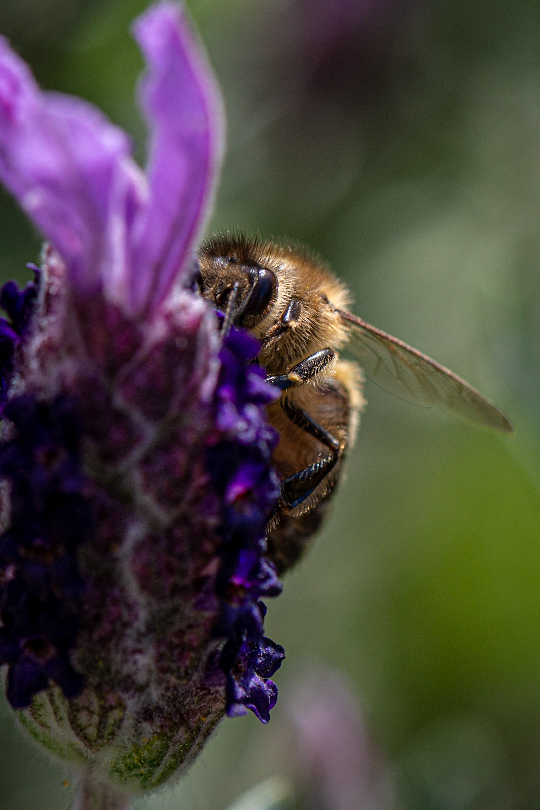 Im #Garten summen zur Zeit wieder ordentlich #Bienen