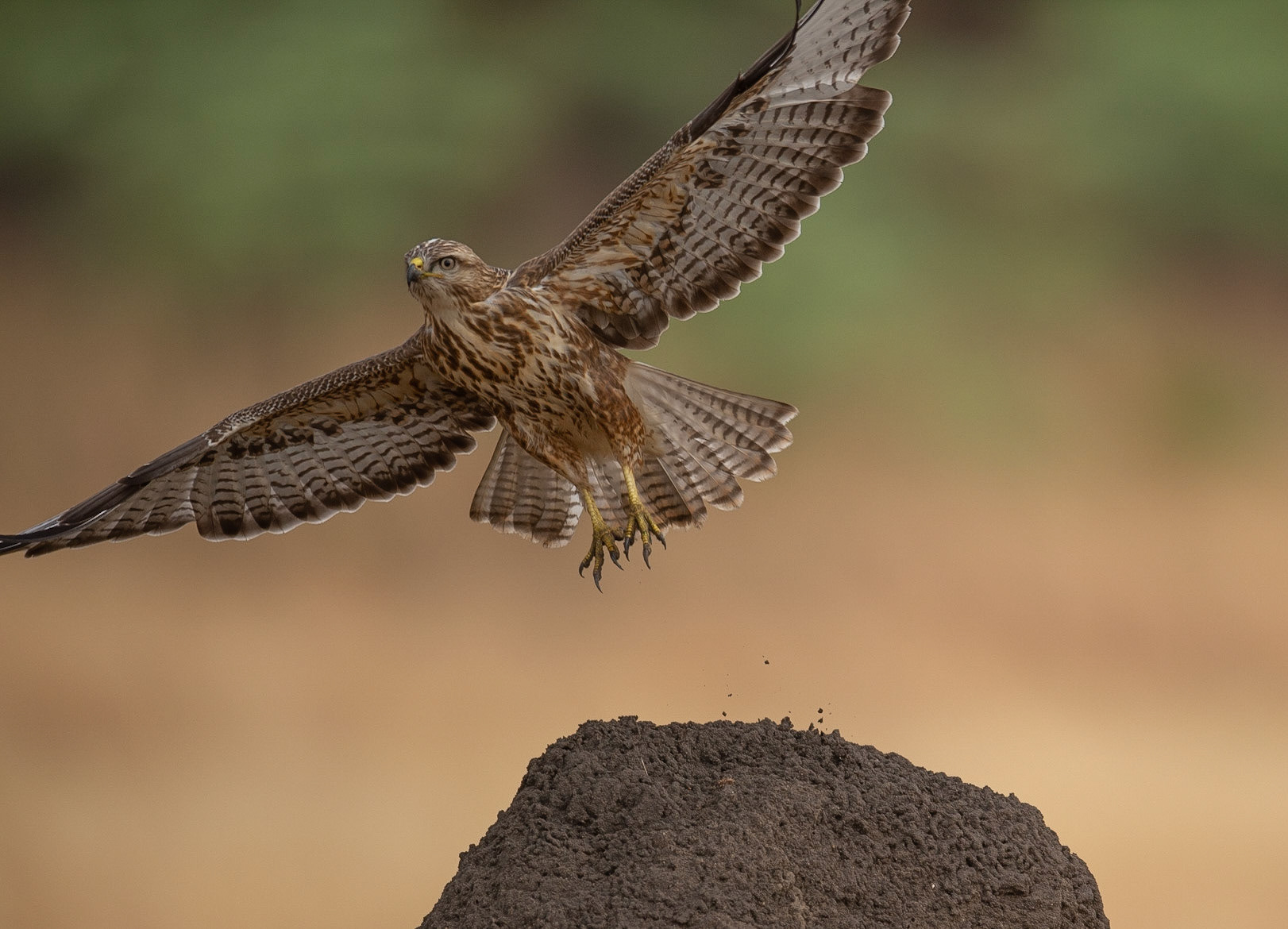Common Buzzard